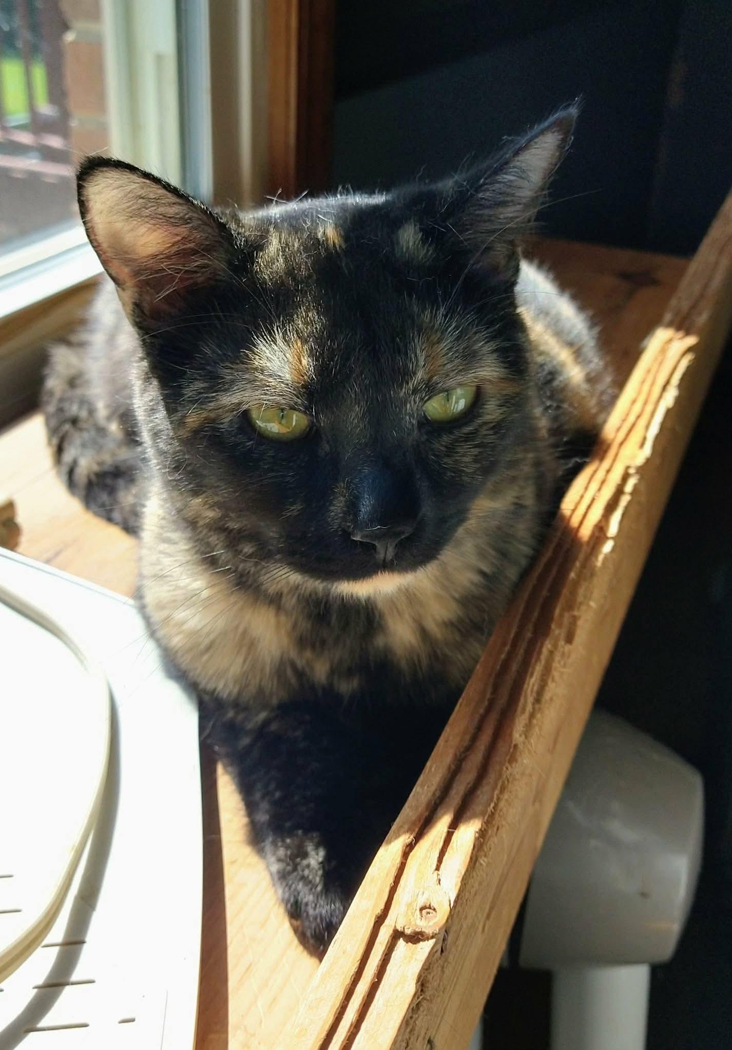 Emmy Lou, Adopted, Adult Female Domestic Short Hair.
