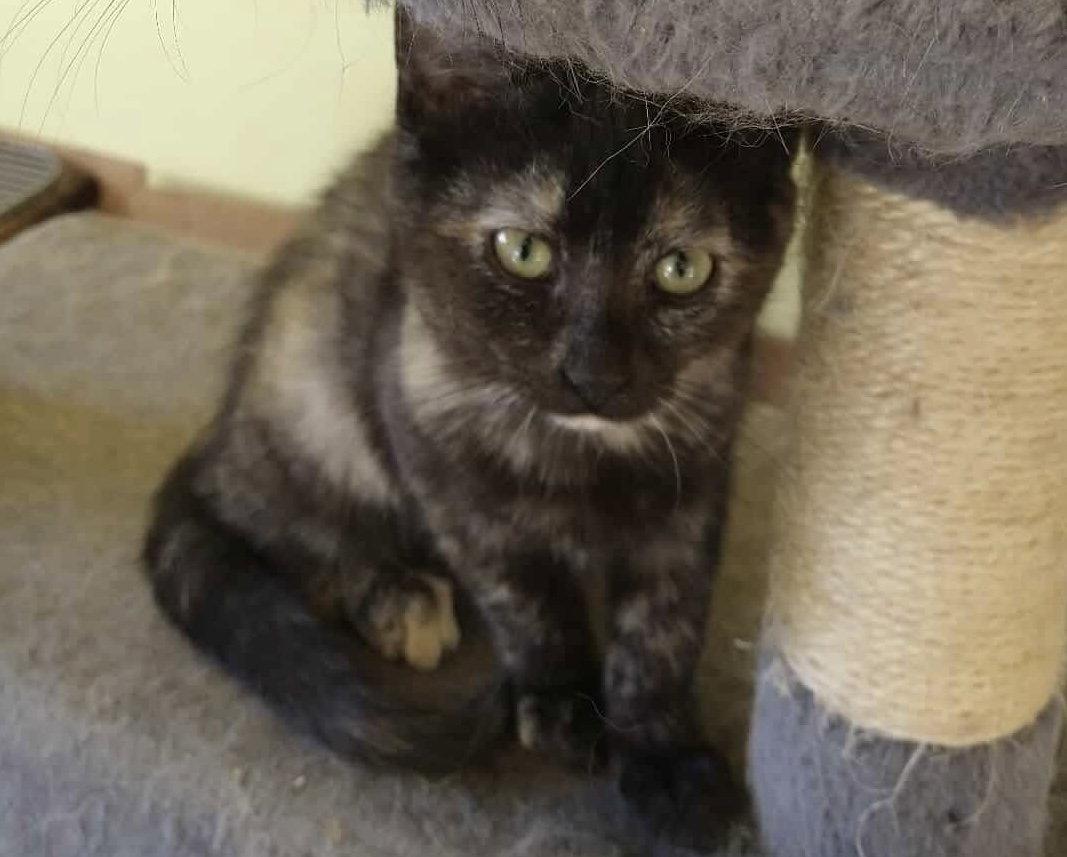 Emmy Lou, Adopted, Adult Female Domestic Short Hair.