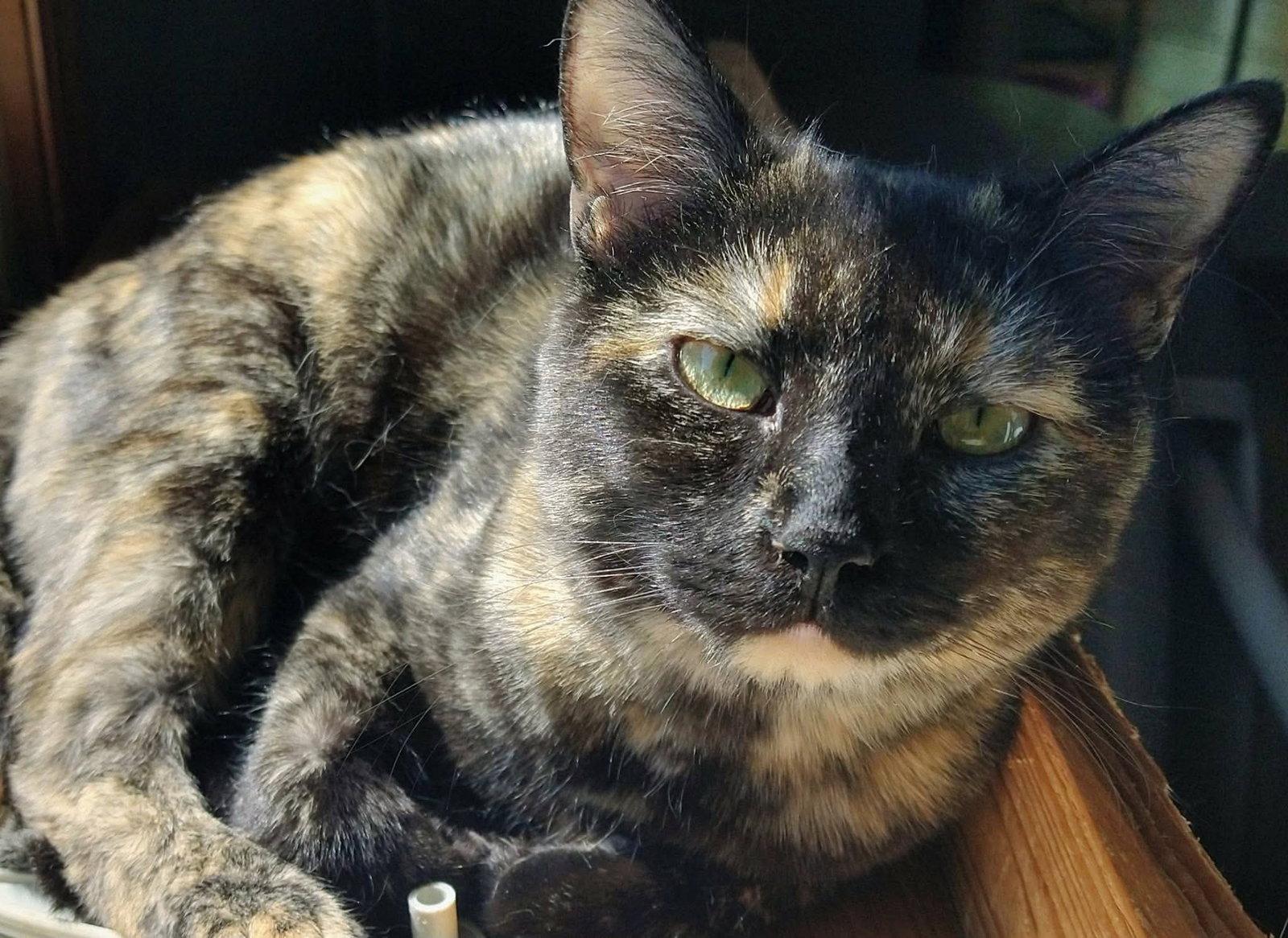 Emmy Lou, a Adopted Domestic Short Hair in Oakboro , NC image 2/2