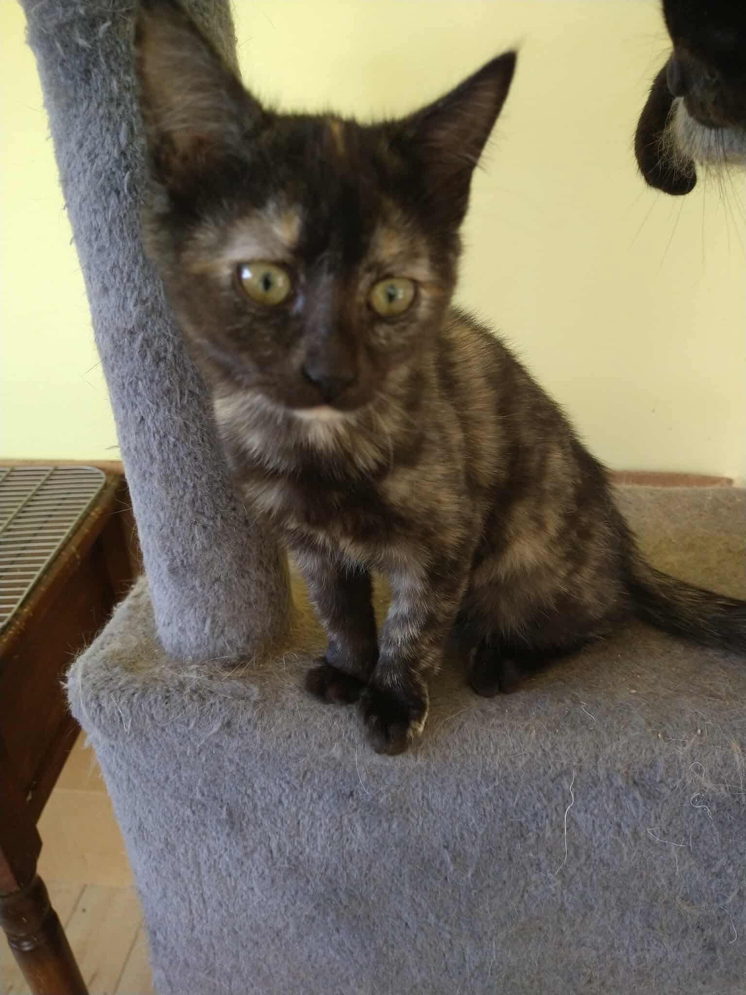 Emmy Lou, a Adopted Domestic Short Hair in Oakboro , NC image 2/2