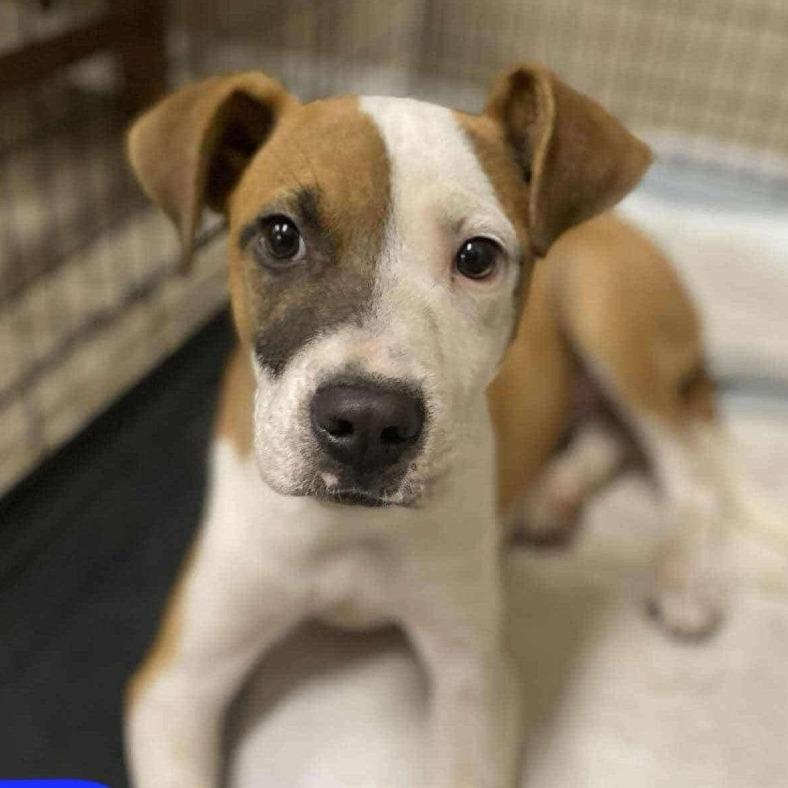 Petey, a Adoptable mixed breed in Phoenix, MD image 1/6