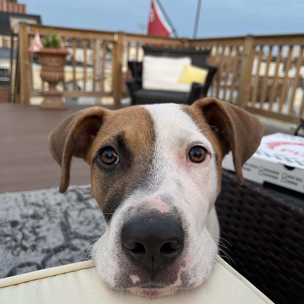 Petey, a Adoptable mixed breed in Phoenix, MD image 2/6
