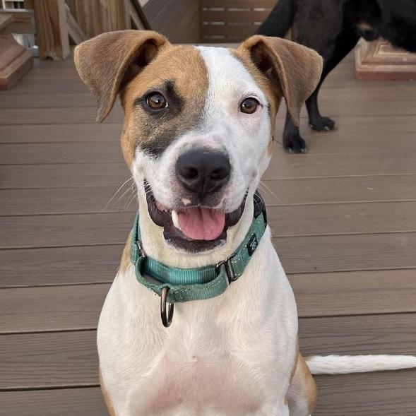 Petey, a Adoptable mixed breed in Phoenix, MD image 3/6