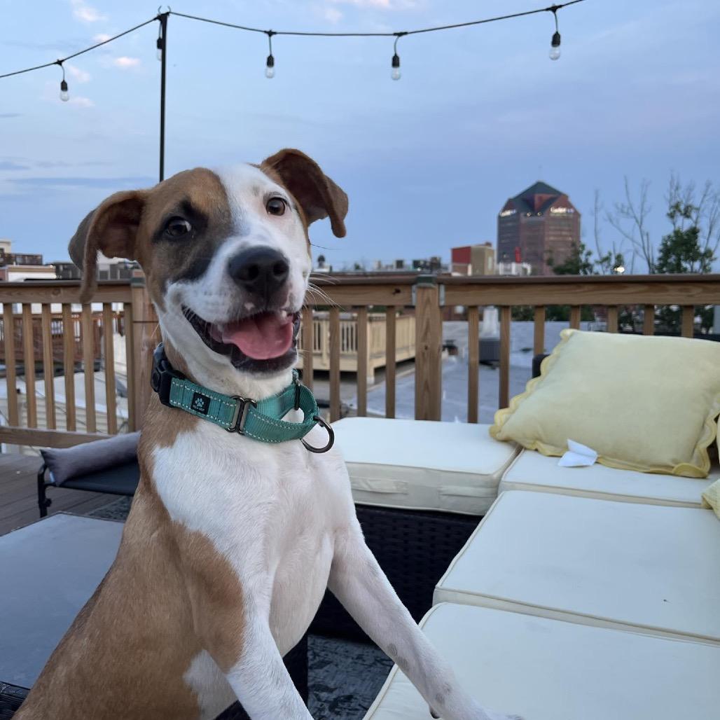 Petey, a Adoptable mixed breed in Phoenix, MD image 4/6