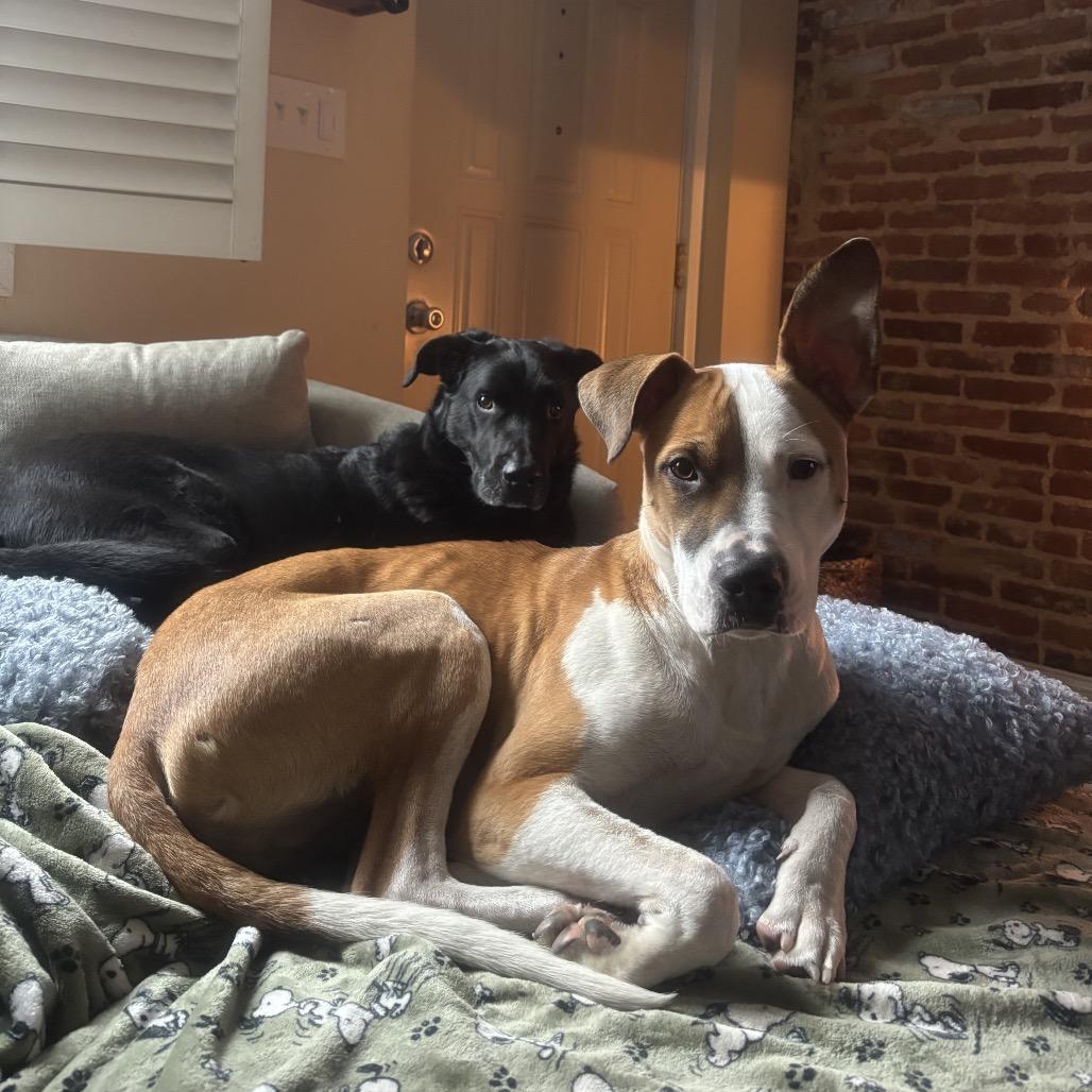 Petey, a Adoptable mixed breed in Phoenix, MD image 5/6