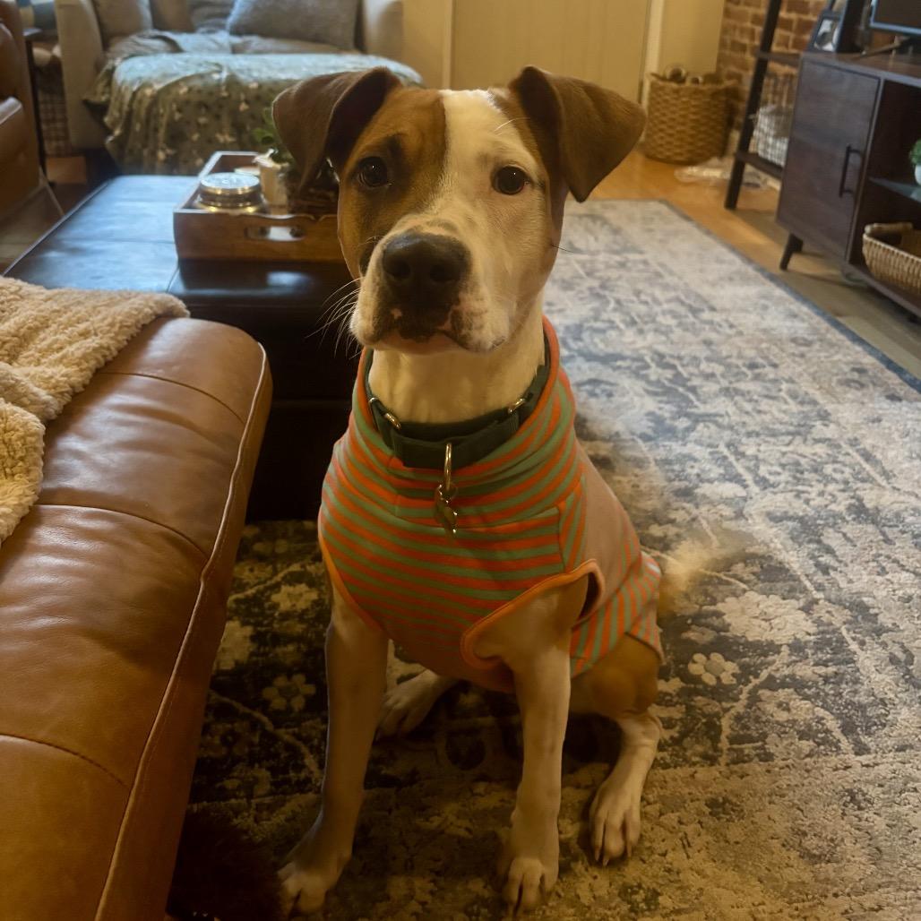 Petey, a Adoptable mixed breed in Phoenix, MD image 6/6