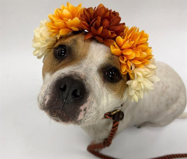 CAMILA, Adoptable, Adult Female Pit Bull Terrier.