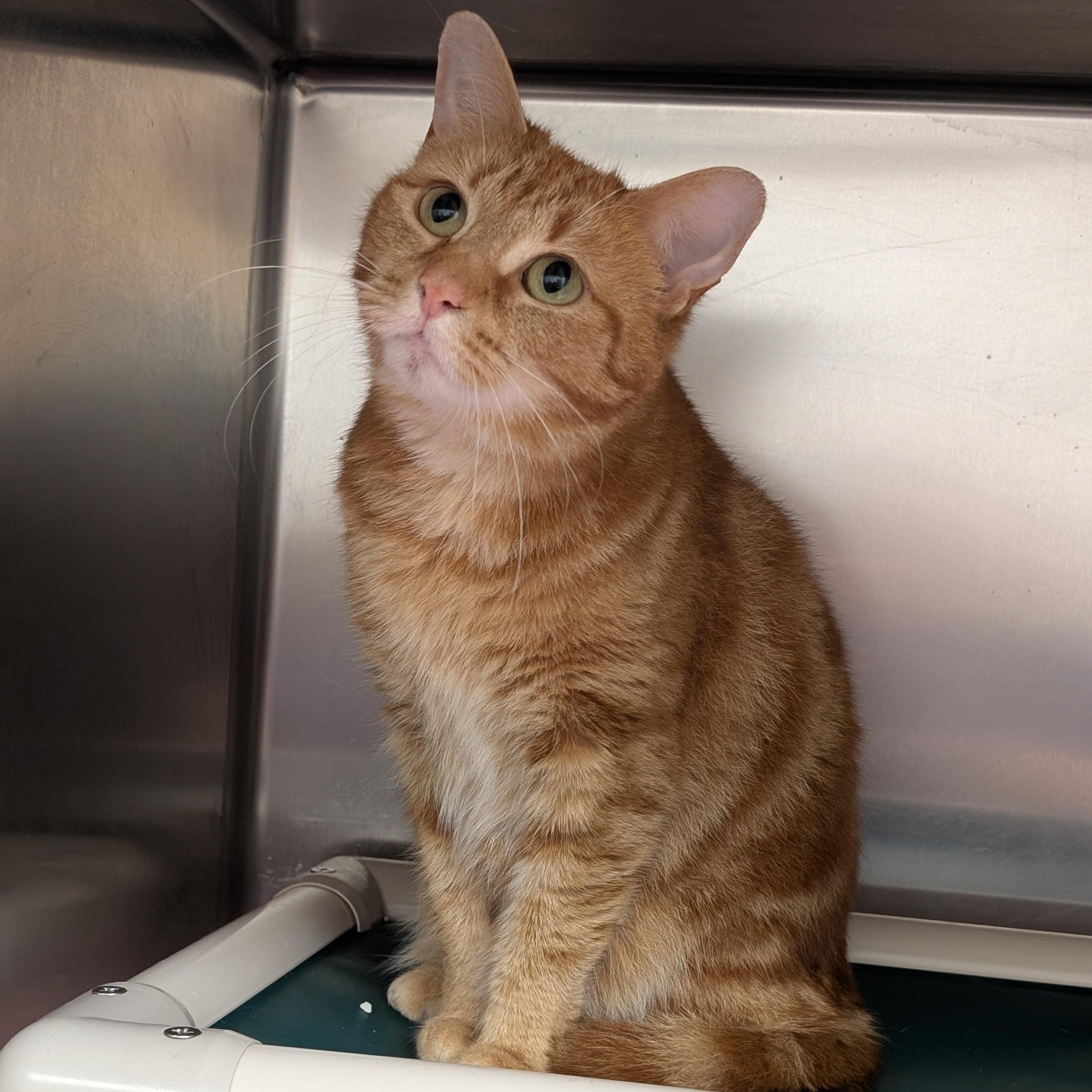 Enlarge Hazel, a ADOPTABLE Domestic Short Hair in St. Augustine, FL image 1/3