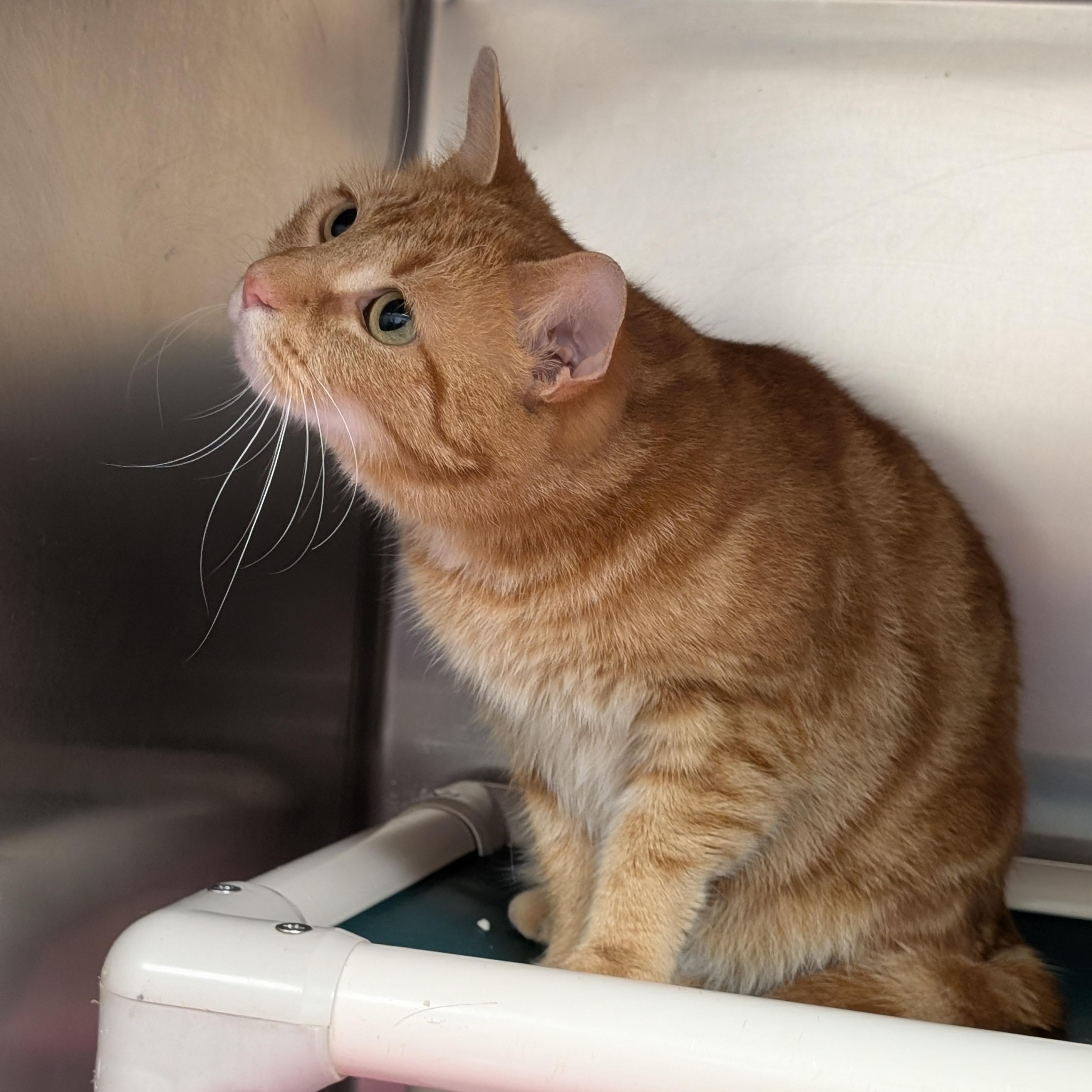 Enlarge Hazel, a ADOPTABLE Domestic Short Hair in St. Augustine, FL image 3/3