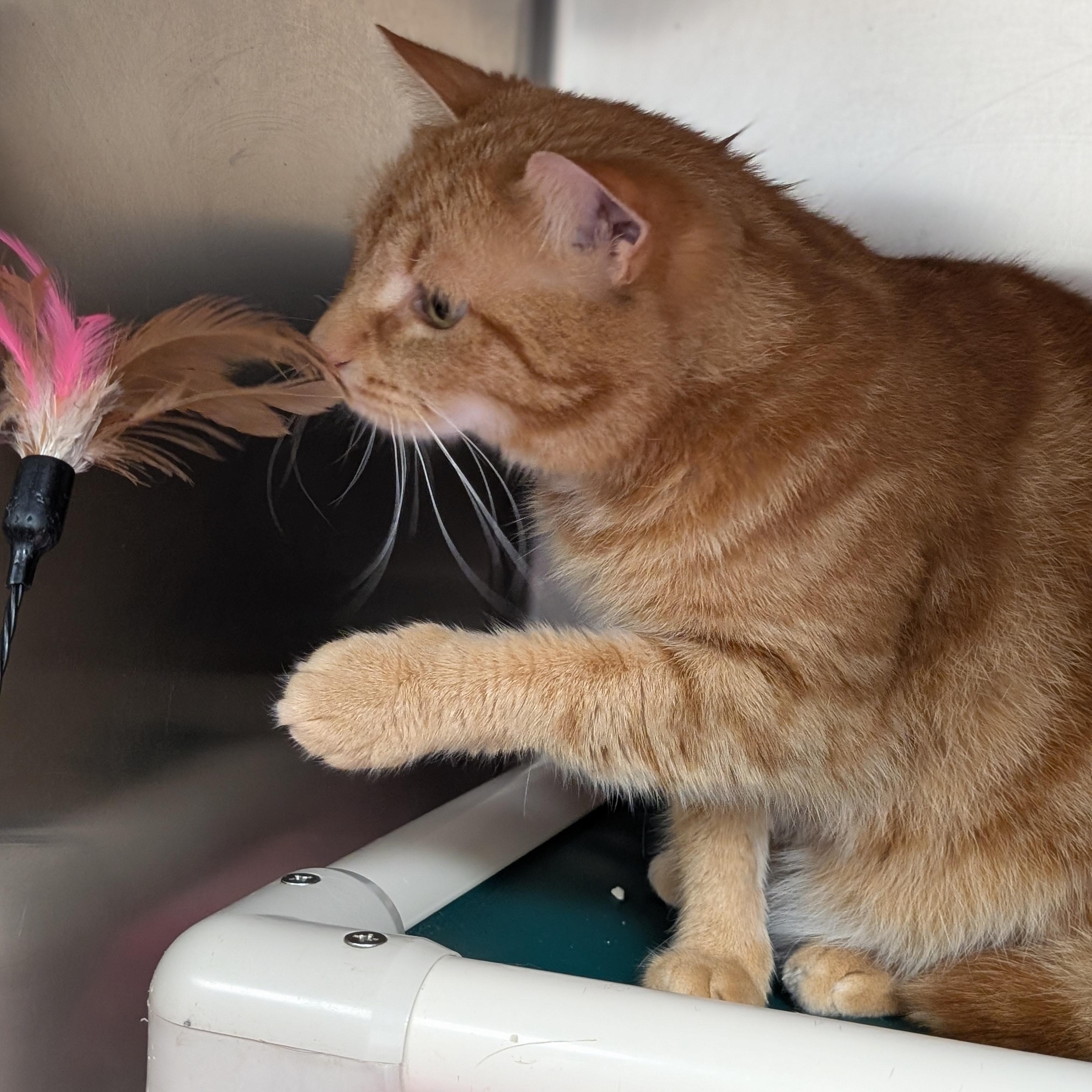 Enlarge Hazel, a ADOPTABLE Domestic Short Hair in St. Augustine, FL image 2/3