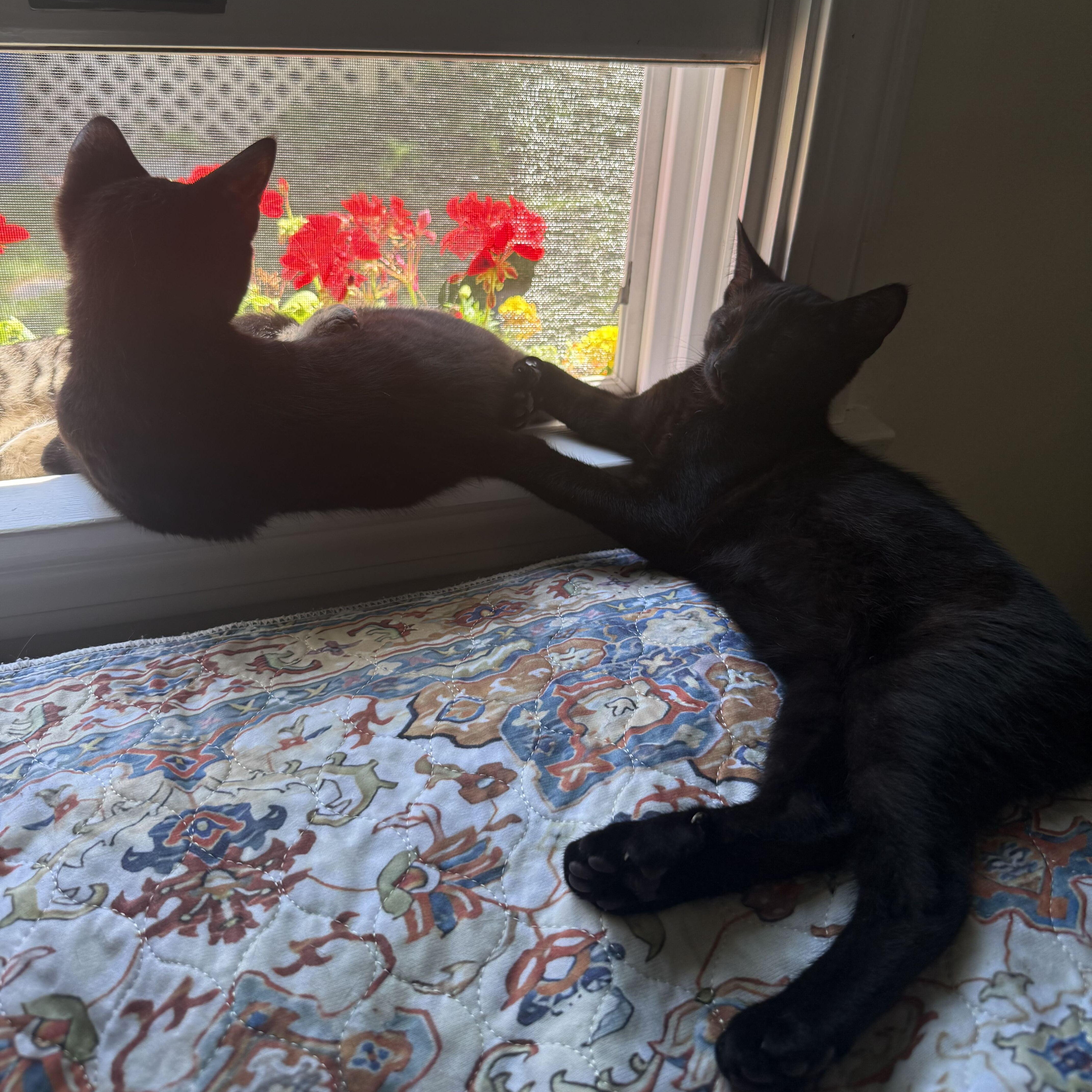 Enlarge Chia & Flax, an adopted Domestic Short Hair in Waltham, MA image 4/4