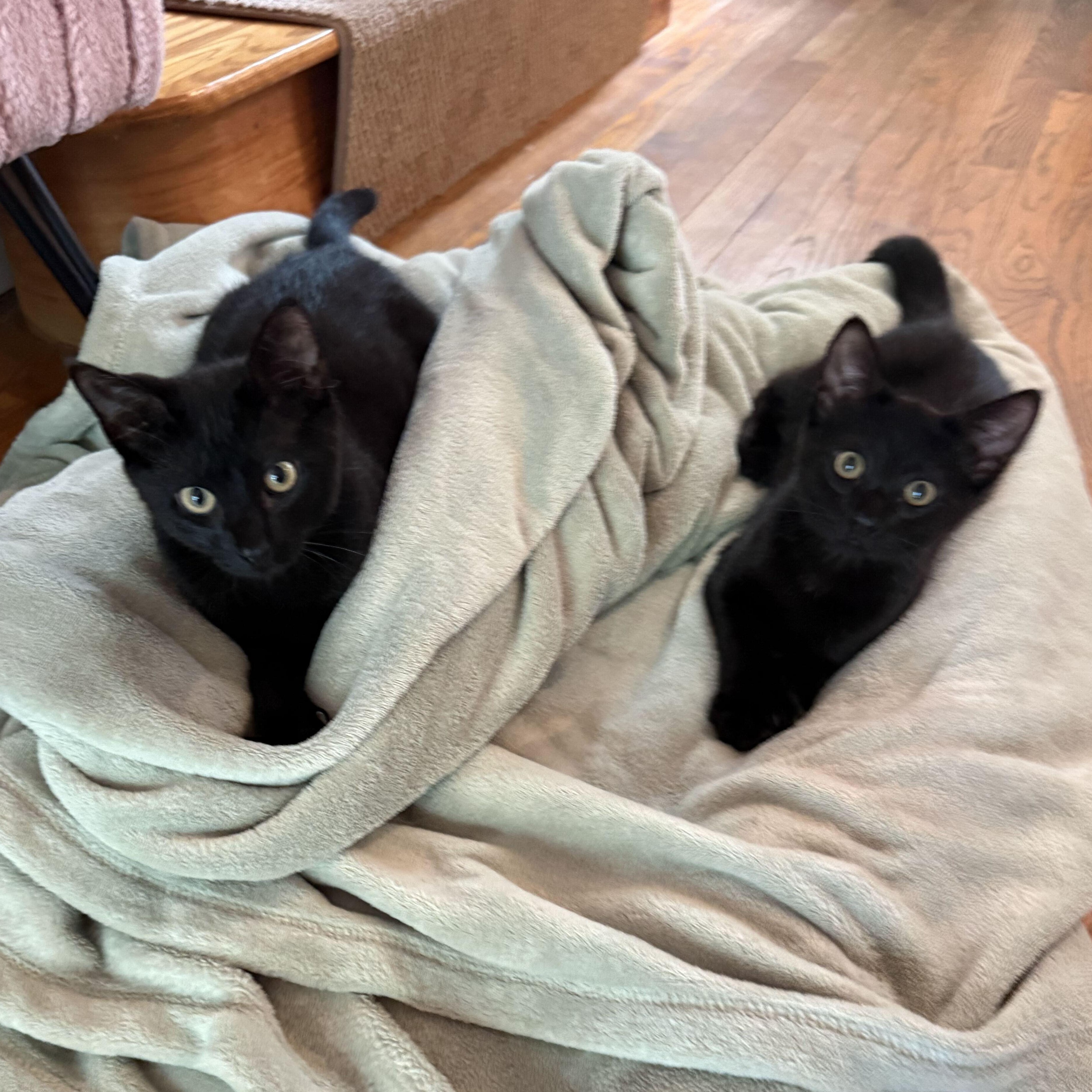 Enlarge Chia & Flax, an adopted Domestic Short Hair in Waltham, MA image 2/4