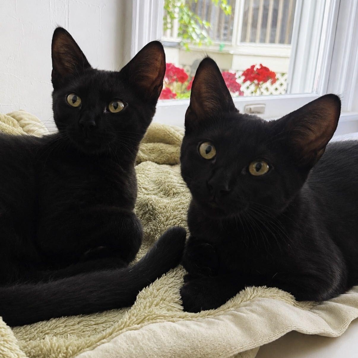 Chia & Flax, adopted, Kitten Male Domestic Short Hair.