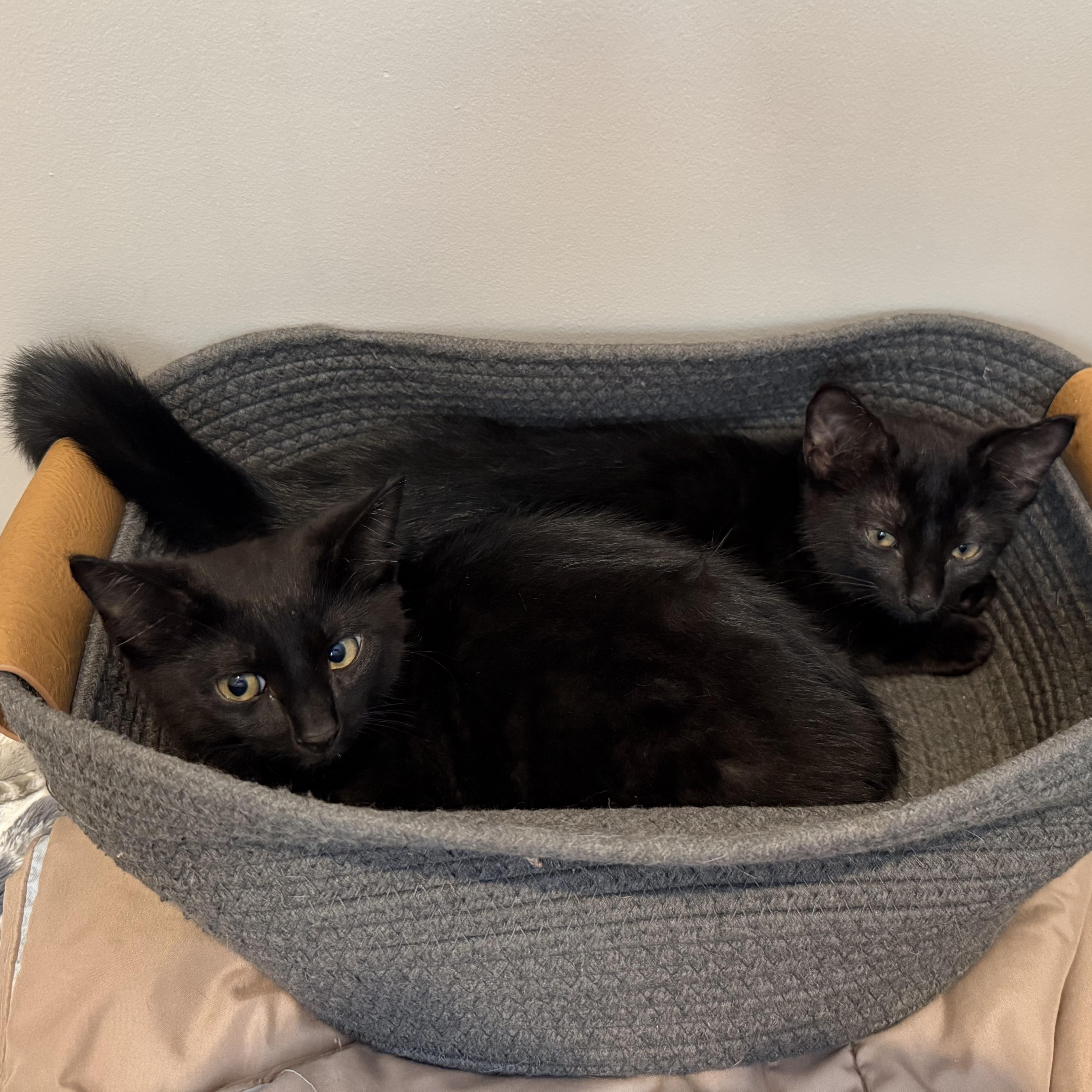 Enlarge Chia & Flax, an adopted Domestic Short Hair in Waltham, MA image 3/4