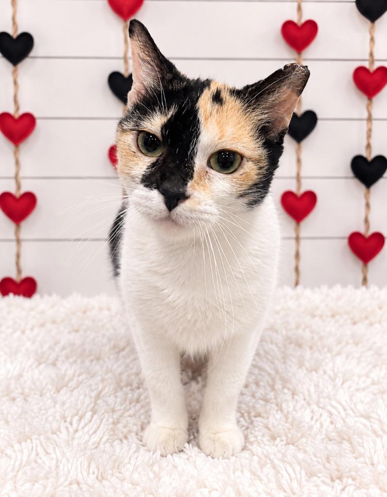 Magik, Adoptable, Young Female Domestic Short Hair.