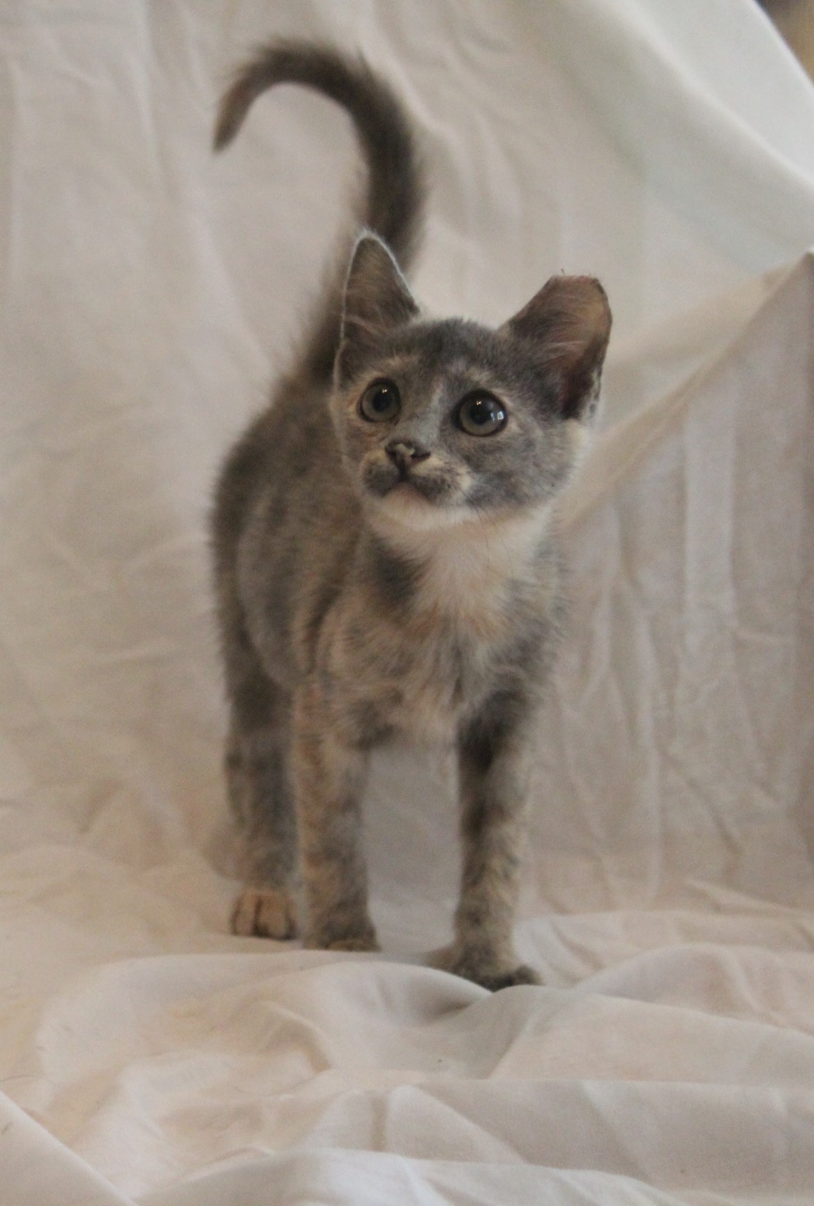 Rhonda, Adopted, Kitten Female Domestic Short Hair.