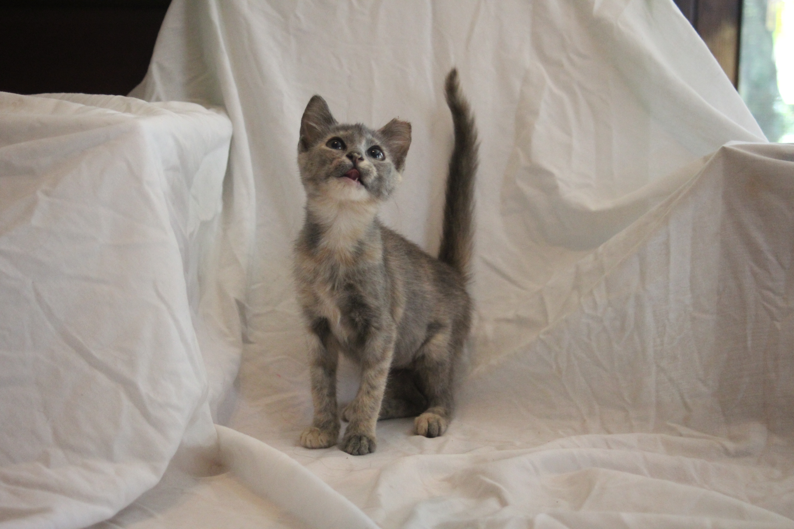 Enlarge Rhonda, a Adopted Domestic Short Hair in Hasbrouck Heights, NJ image 2/5