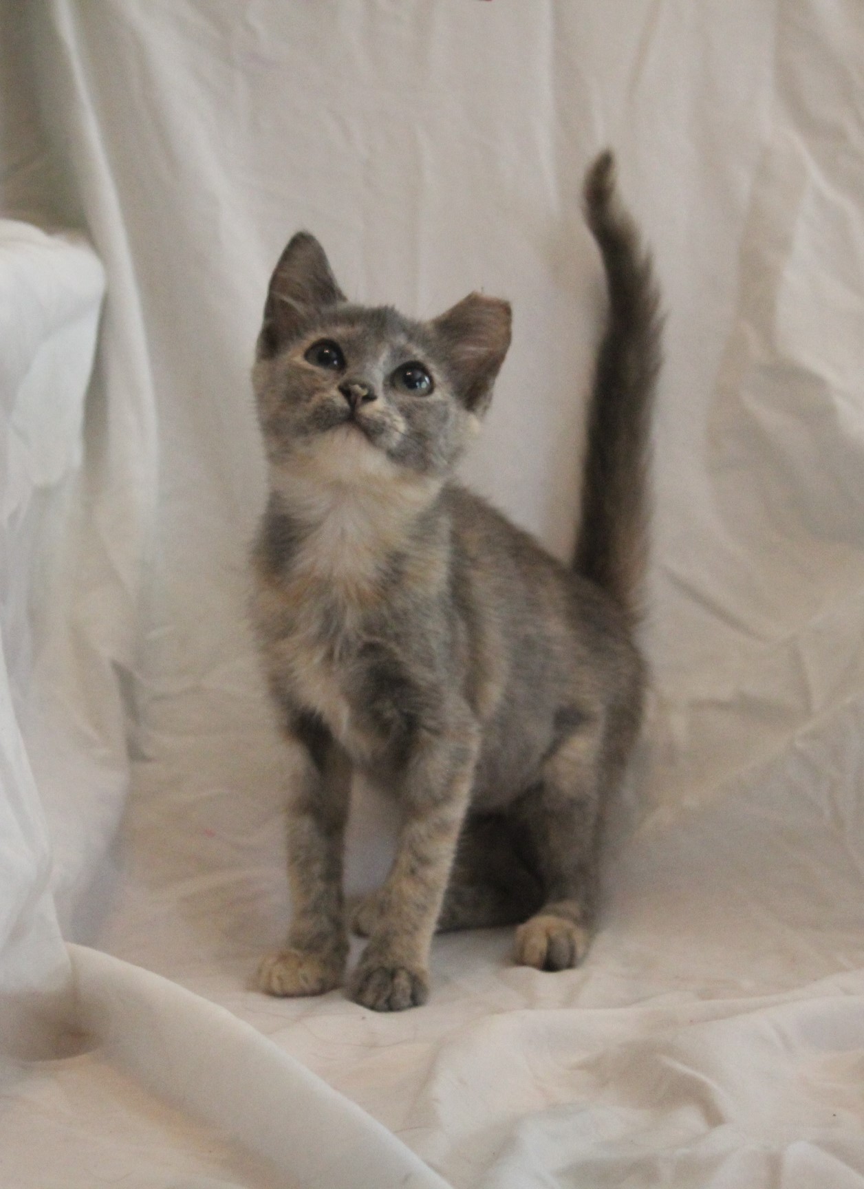 Enlarge Rhonda, a Adopted Domestic Short Hair in Hasbrouck Heights, NJ image 3/5