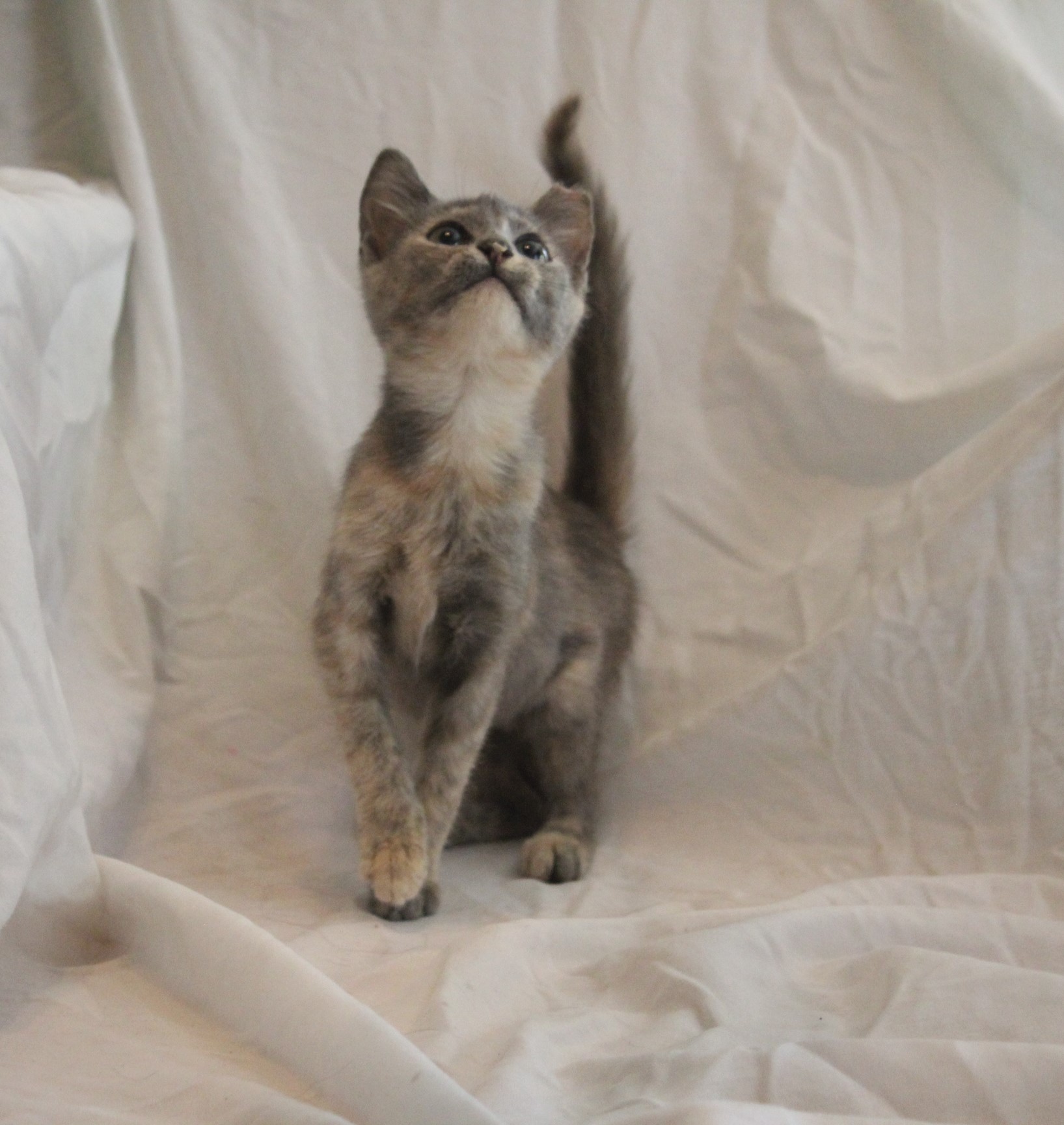 Enlarge Rhonda, a Adopted Domestic Short Hair in Hasbrouck Heights, NJ image 4/5