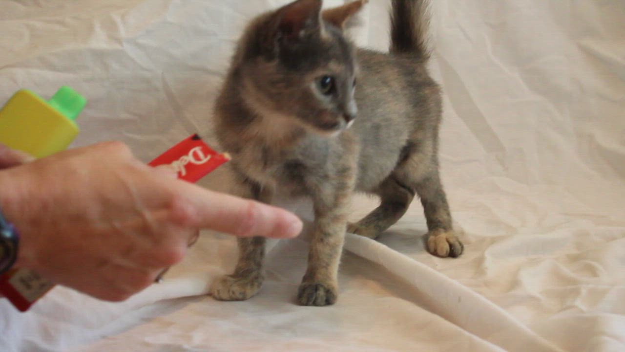 Enlarge Rhonda, a Adopted Domestic Short Hair in Hasbrouck Heights, NJ video 5/5