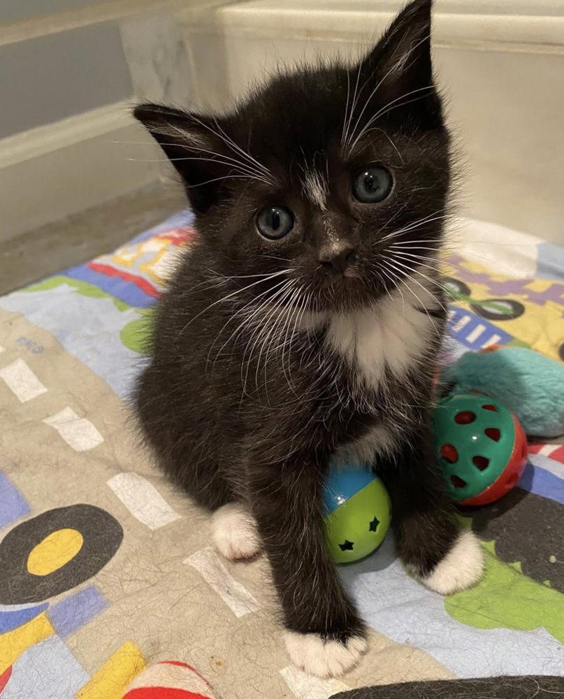 Oliver & Co.: Tito, a Adoptable mixed breed in Warren, CT image 6/6