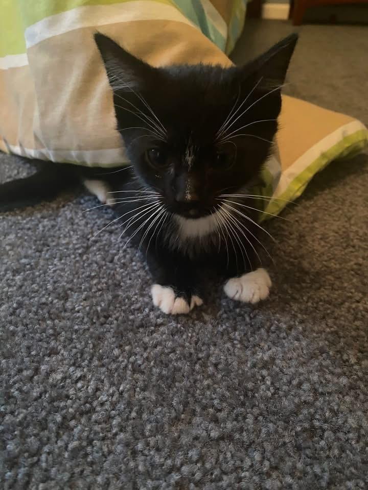 Oliver & Co.: Tito, Adoptable, Kitten Male Domestic Short Hair.