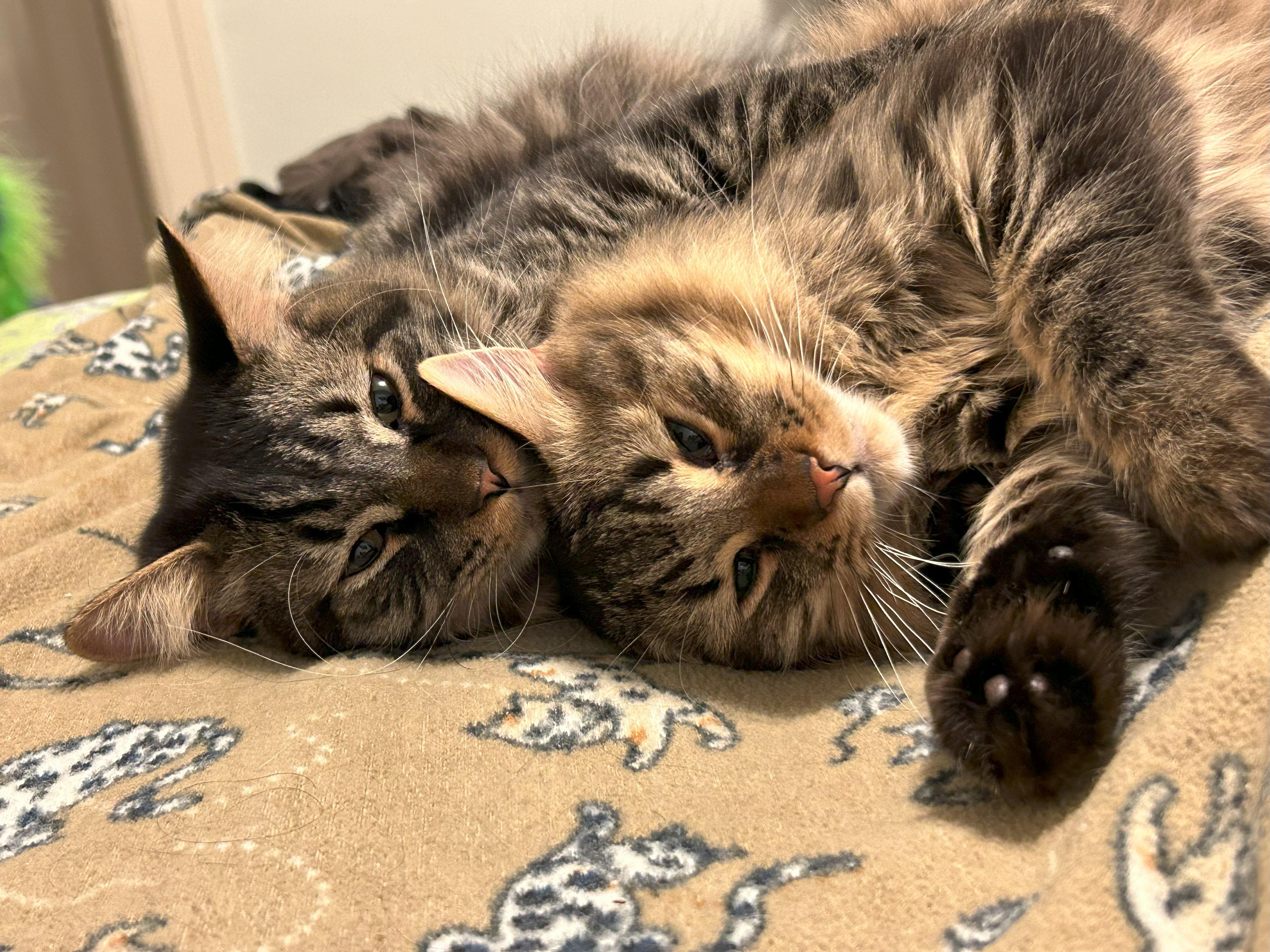 Oliver, Adopted, Kitten Male Maine Coon & Domestic Medium Hair.