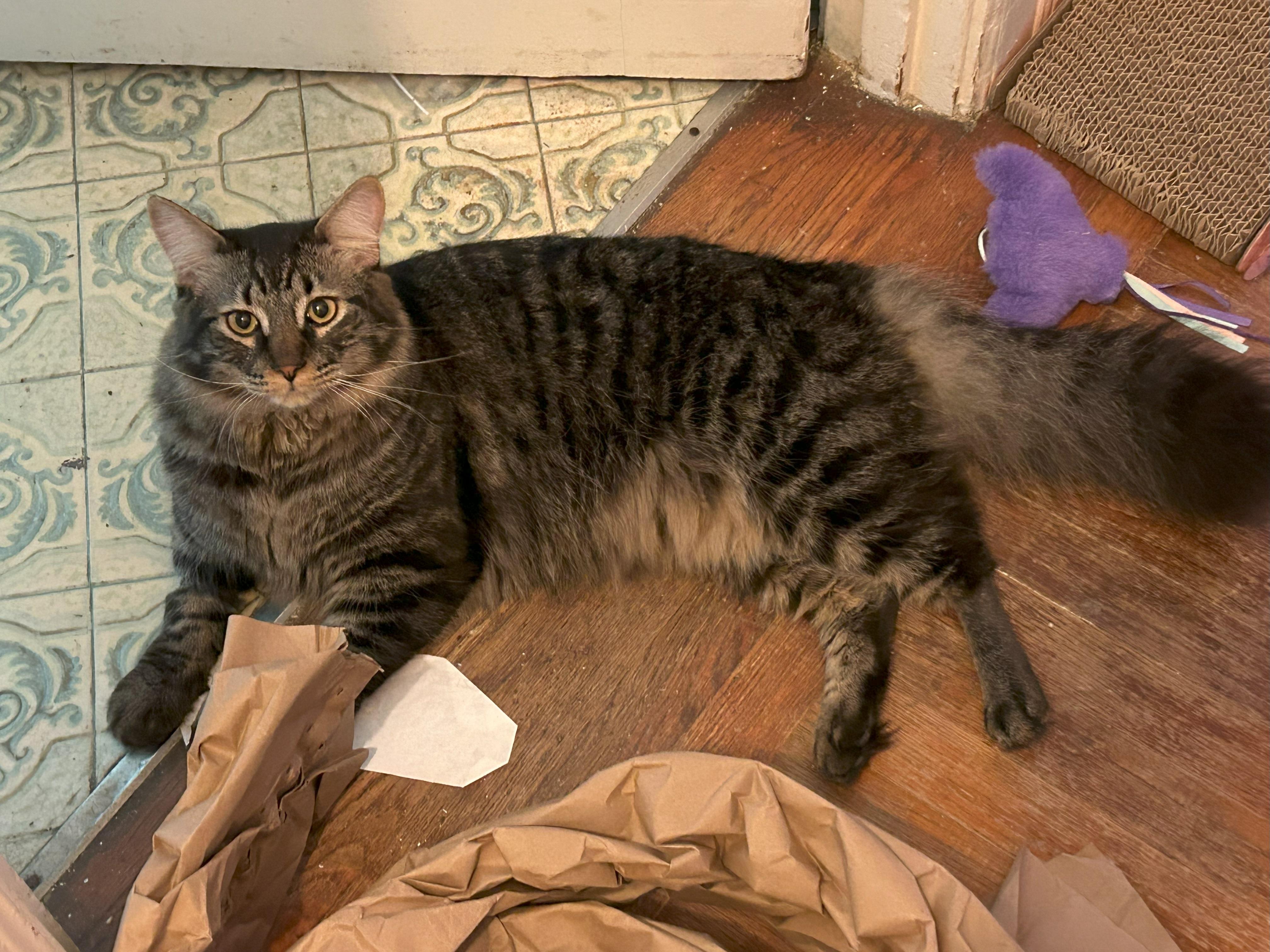 Oliver, Adopted, Kitten Male Maine Coon & Domestic Medium Hair.