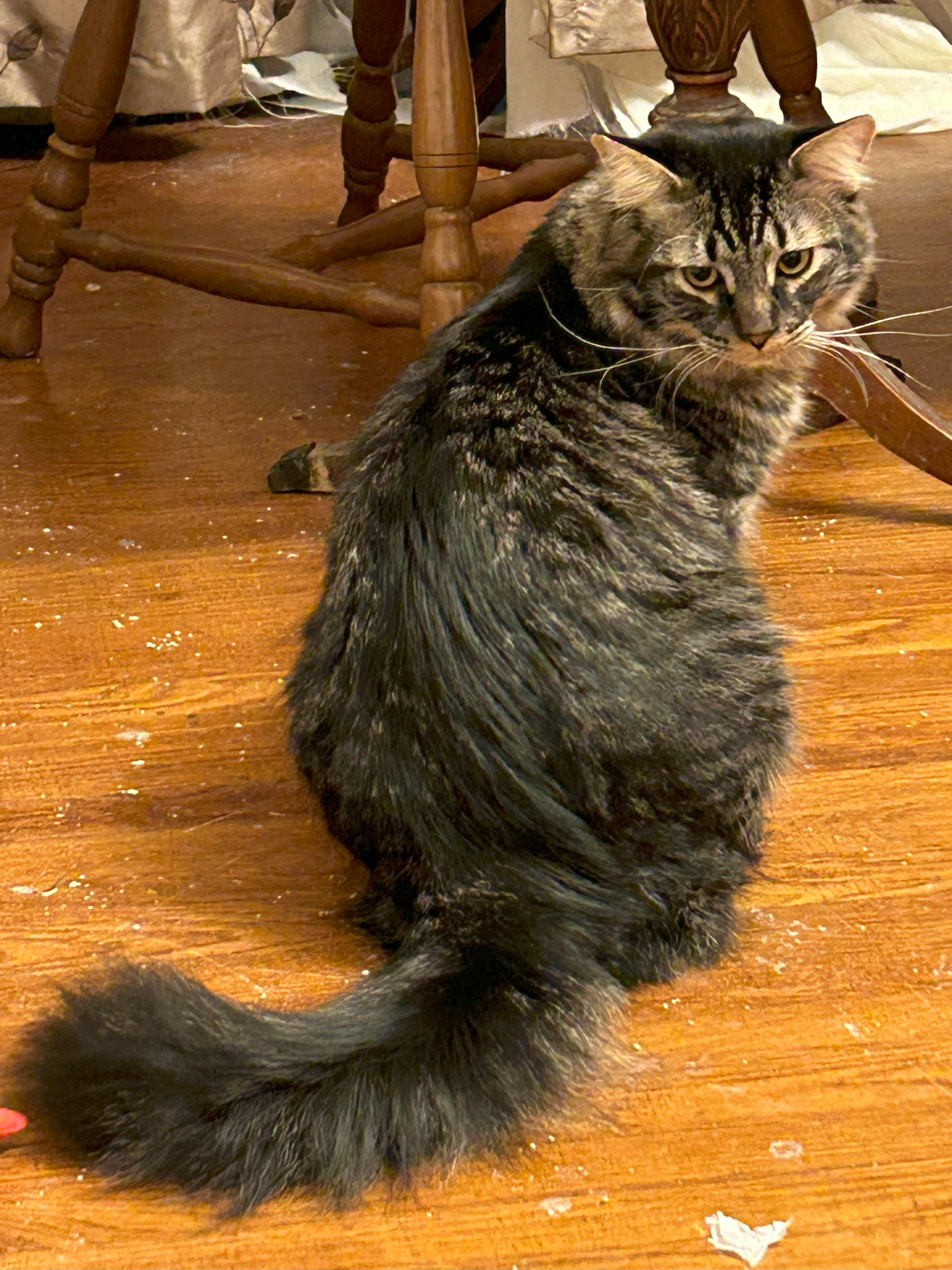 Enlarge Oliver, a Adopted mixed breed in San Francisco, CA image 3/6