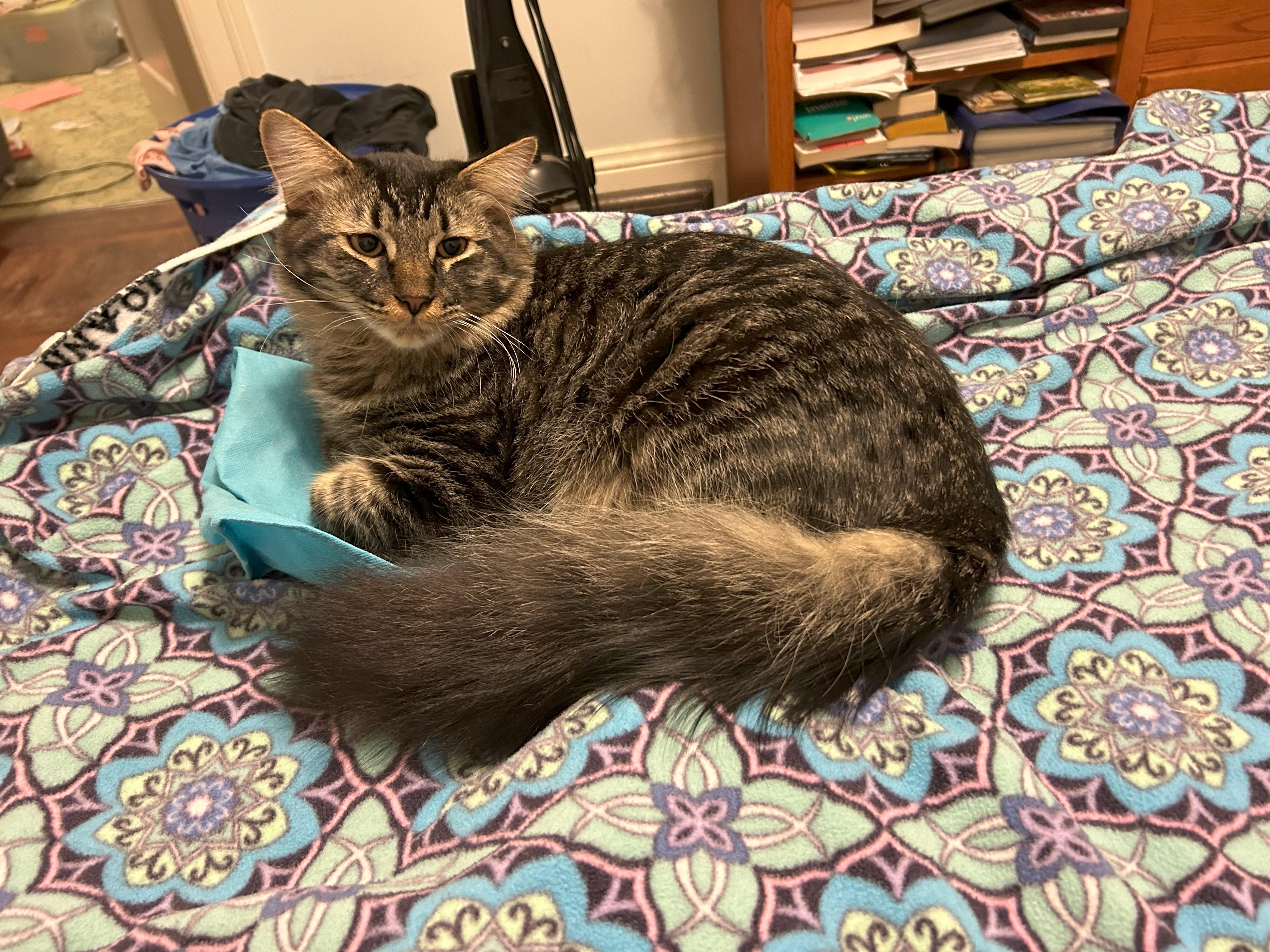 Enlarge Oliver, a Adopted mixed breed in San Francisco, CA image 4/6