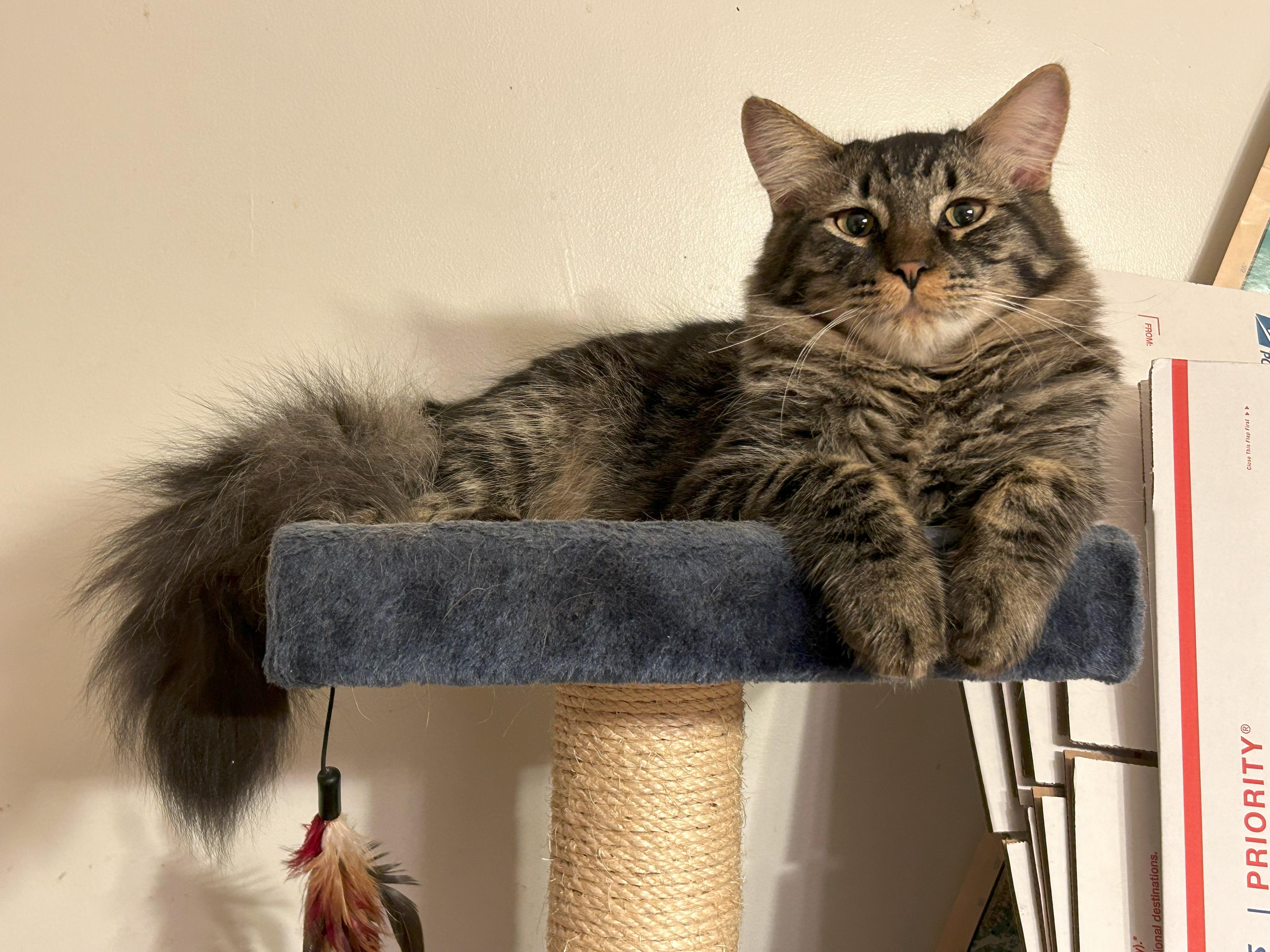 Enlarge Oliver, a Adopted mixed breed in San Francisco, CA image 5/6