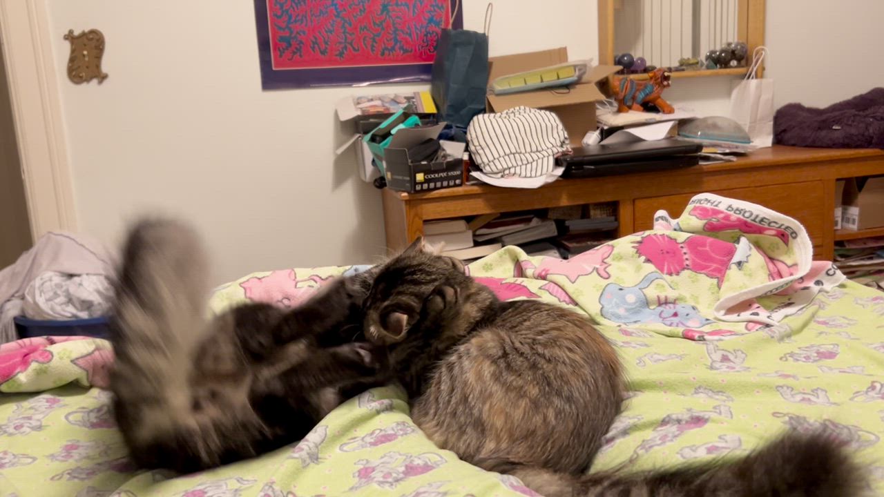 Enlarge Oliver, a Adopted mixed breed in San Francisco, CA video 2/6