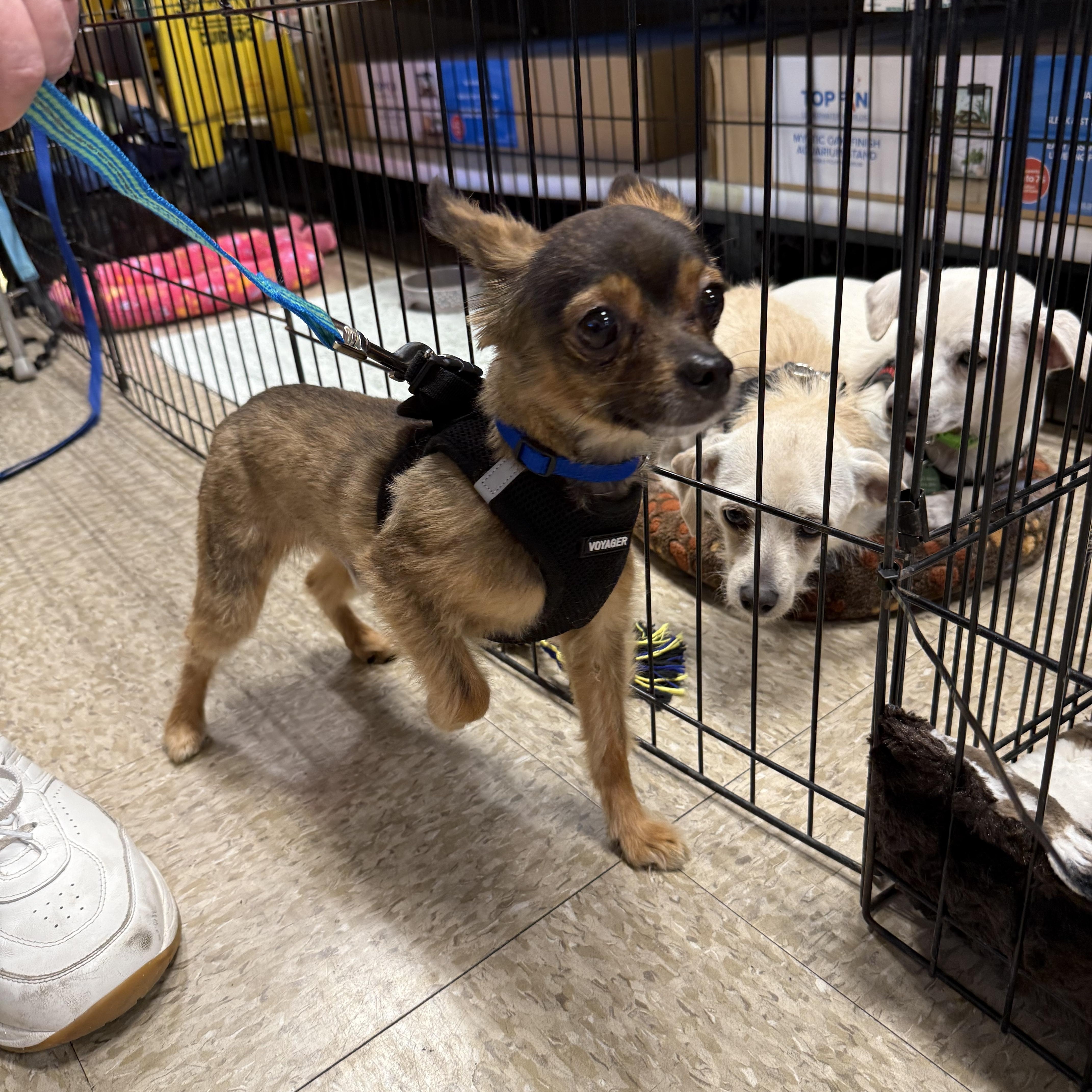 Bear, a Adoptable mixed breed in Phoenix, AZ image 4/4
