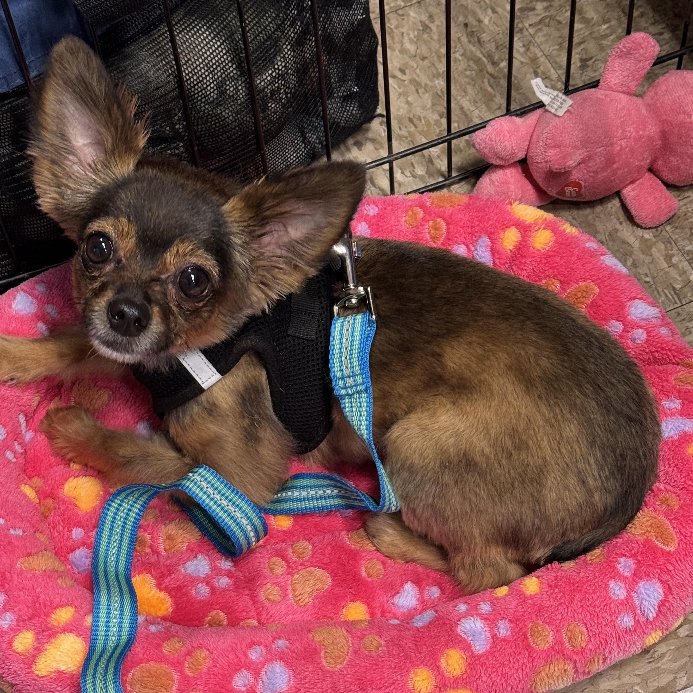 Bear, Adoptable, Young Male Chihuahua.