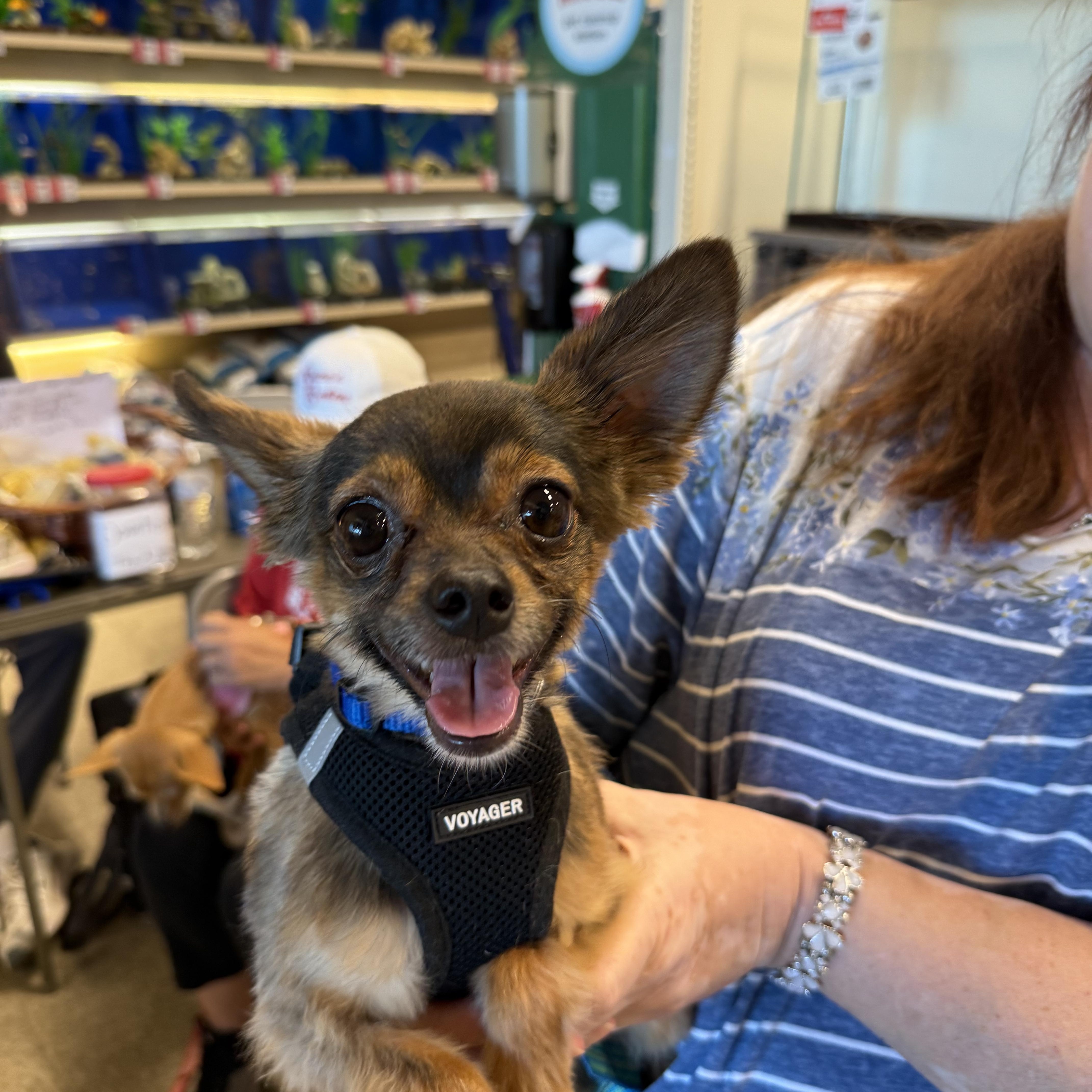 Bear, Adoptable, Young Male Chihuahua.