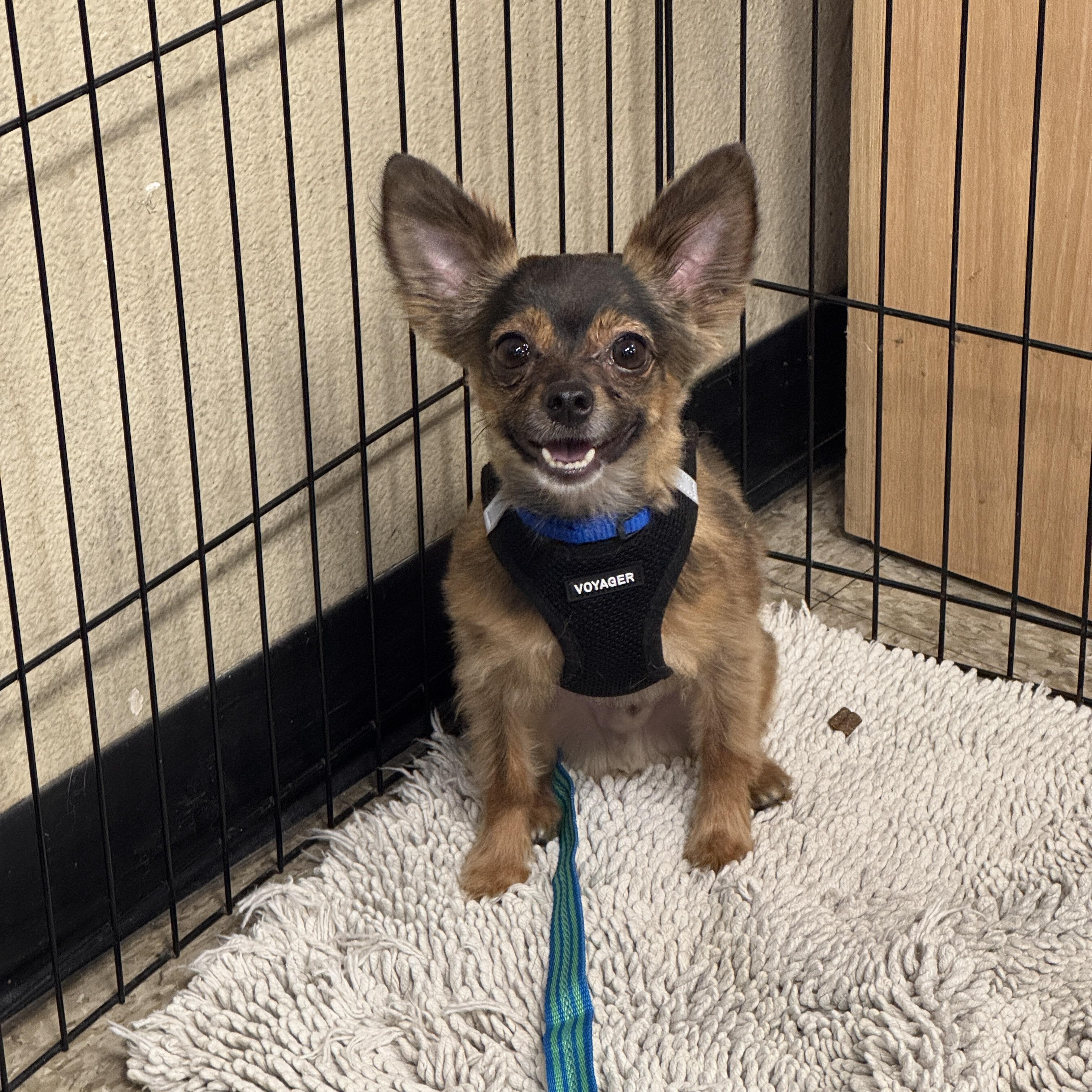 Bear, a Adoptable mixed breed in Phoenix, AZ image 2/4