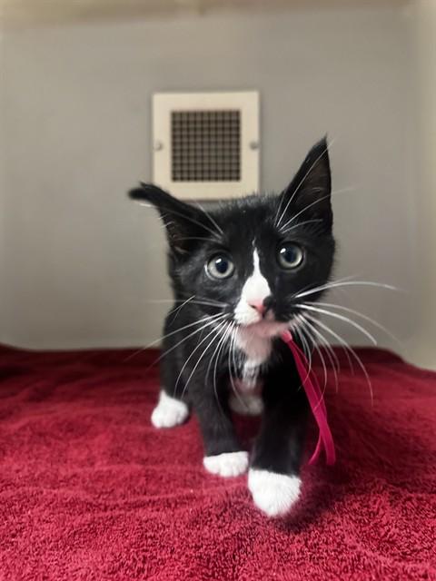 COOKIE, Adoptable, Kitten Female Domestic Short Hair.