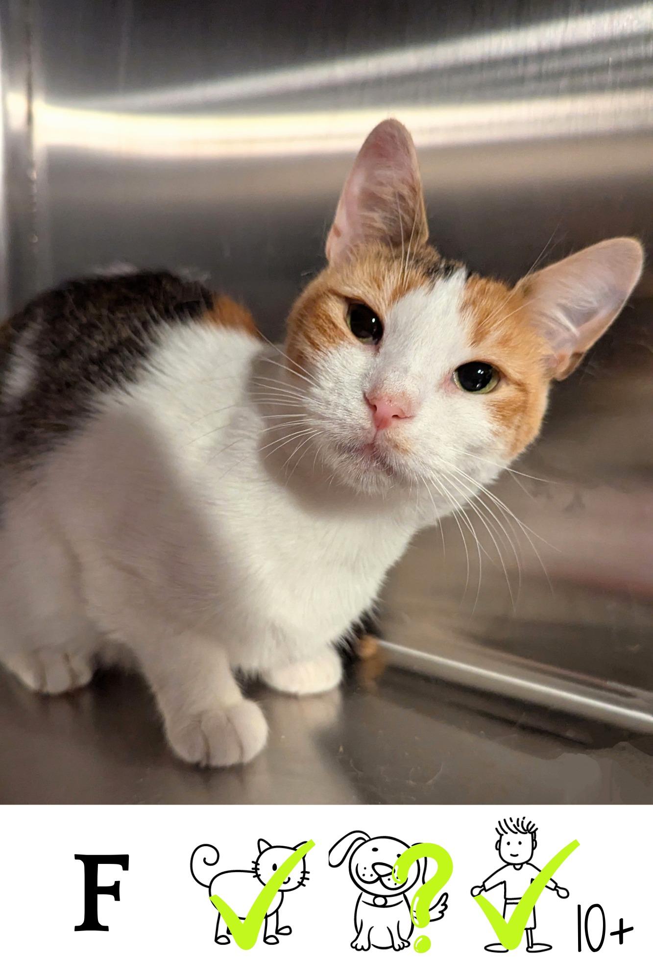 Smoothie, Adoptable, Adult Female Domestic Short Hair.