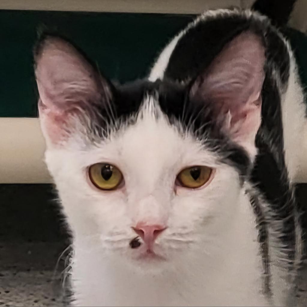 Woody, Adoptable, Adult Male Domestic Short Hair.