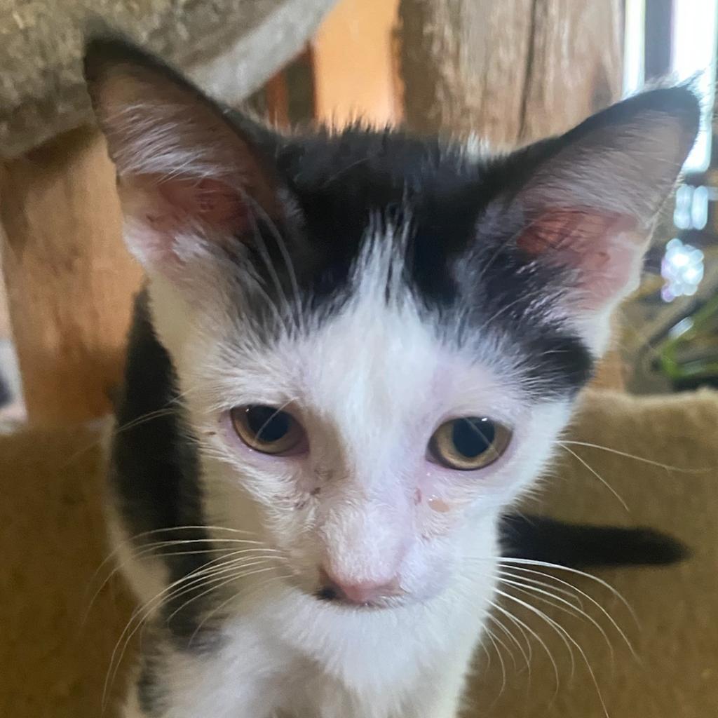 Enlarge Woody, a Adoptable Domestic Short Hair in Winston Salem, NC image 2/6