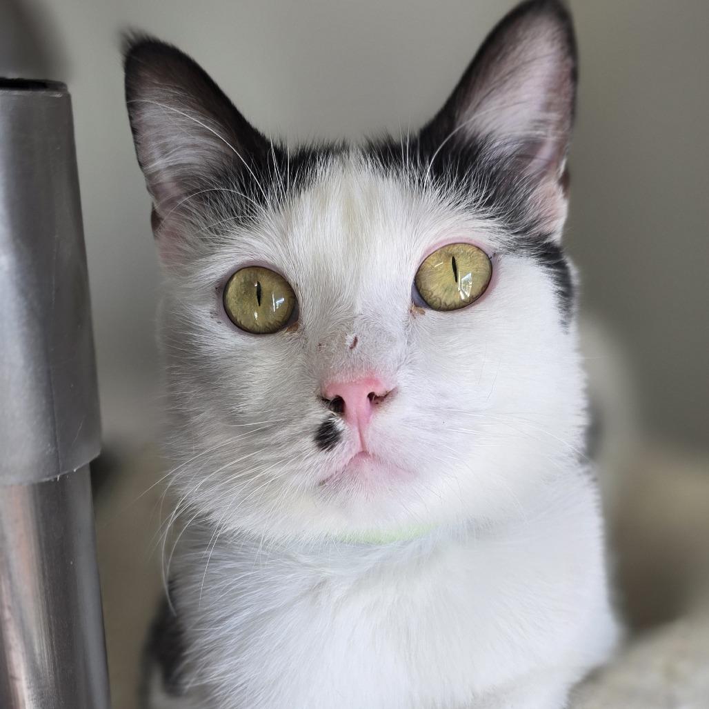 Enlarge Woody, a Adoptable Domestic Short Hair in Winston Salem, NC image 3/6