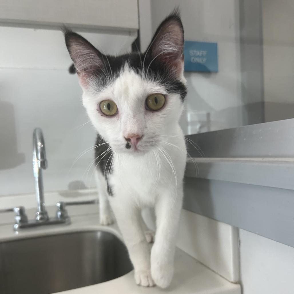 Enlarge Woody, a Adoptable Domestic Short Hair in Winston Salem, NC image 4/6