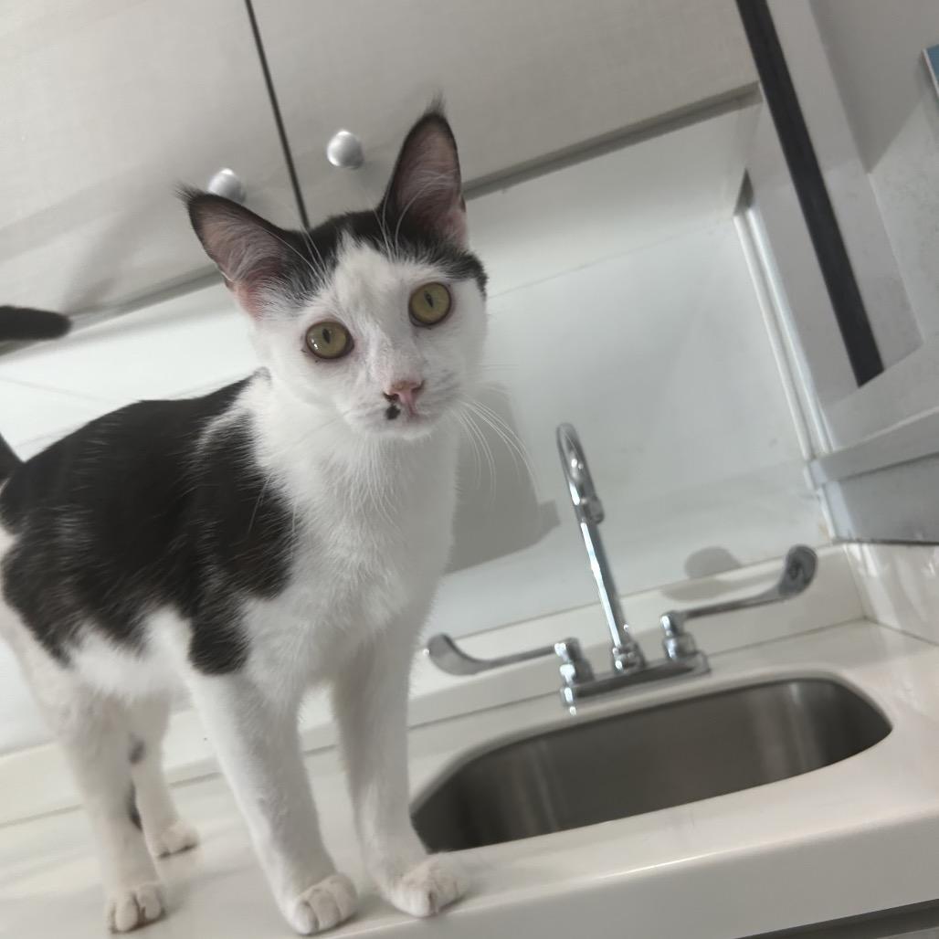 Enlarge Woody, a Adoptable Domestic Short Hair in Winston Salem, NC image 5/6