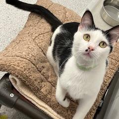 Enlarge Woody, a Adoptable Domestic Short Hair in Winston Salem, NC image 5/6