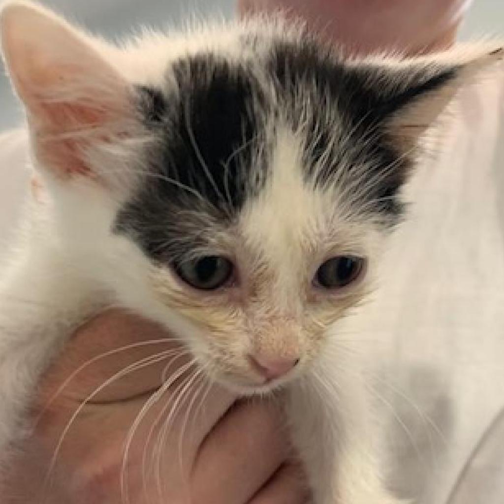 Enlarge Woody, a Adoptable Domestic Short Hair in Winston Salem, NC image 6/6