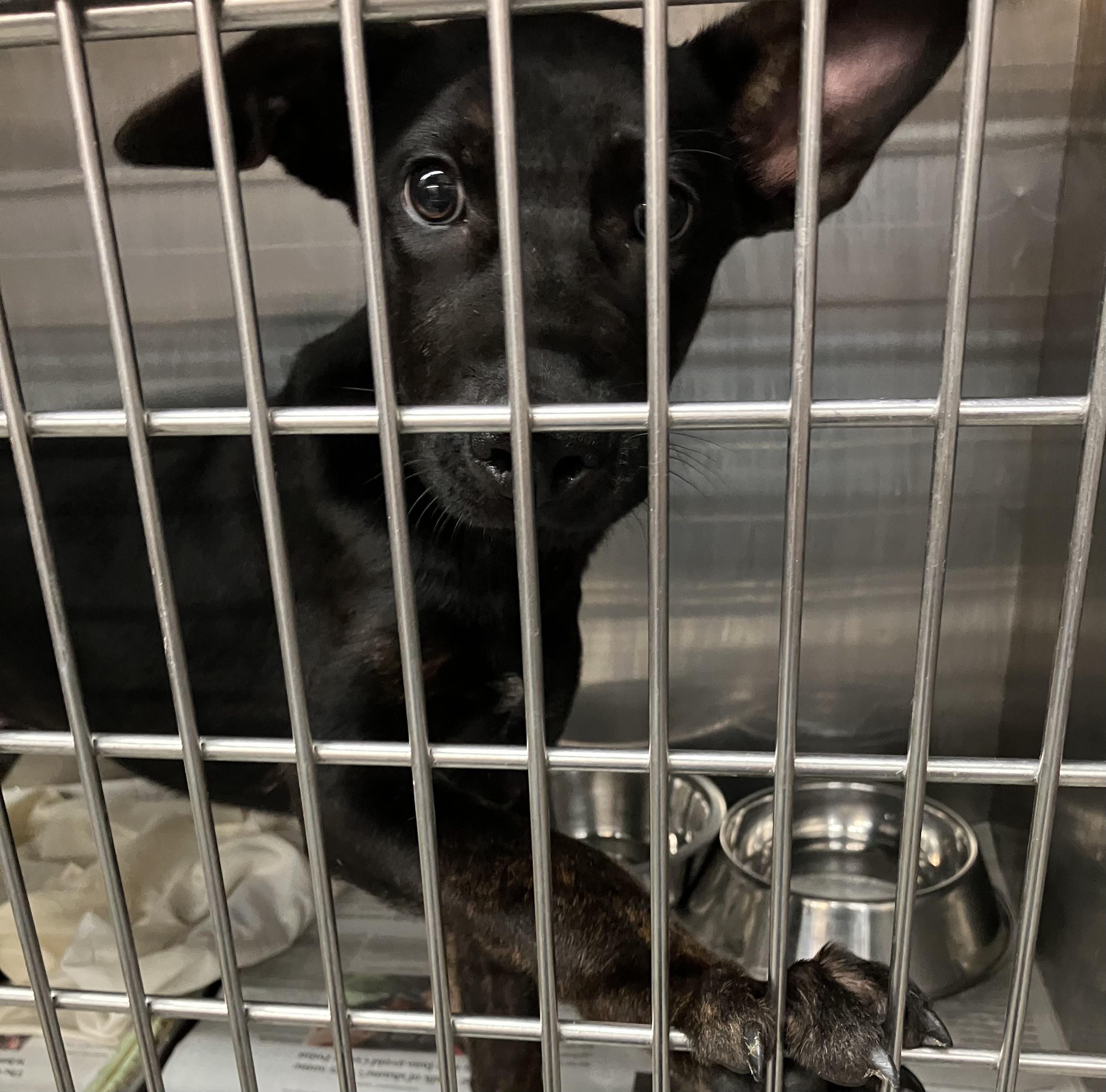Ernie, adopted, Puppy Male Mixed Breed.