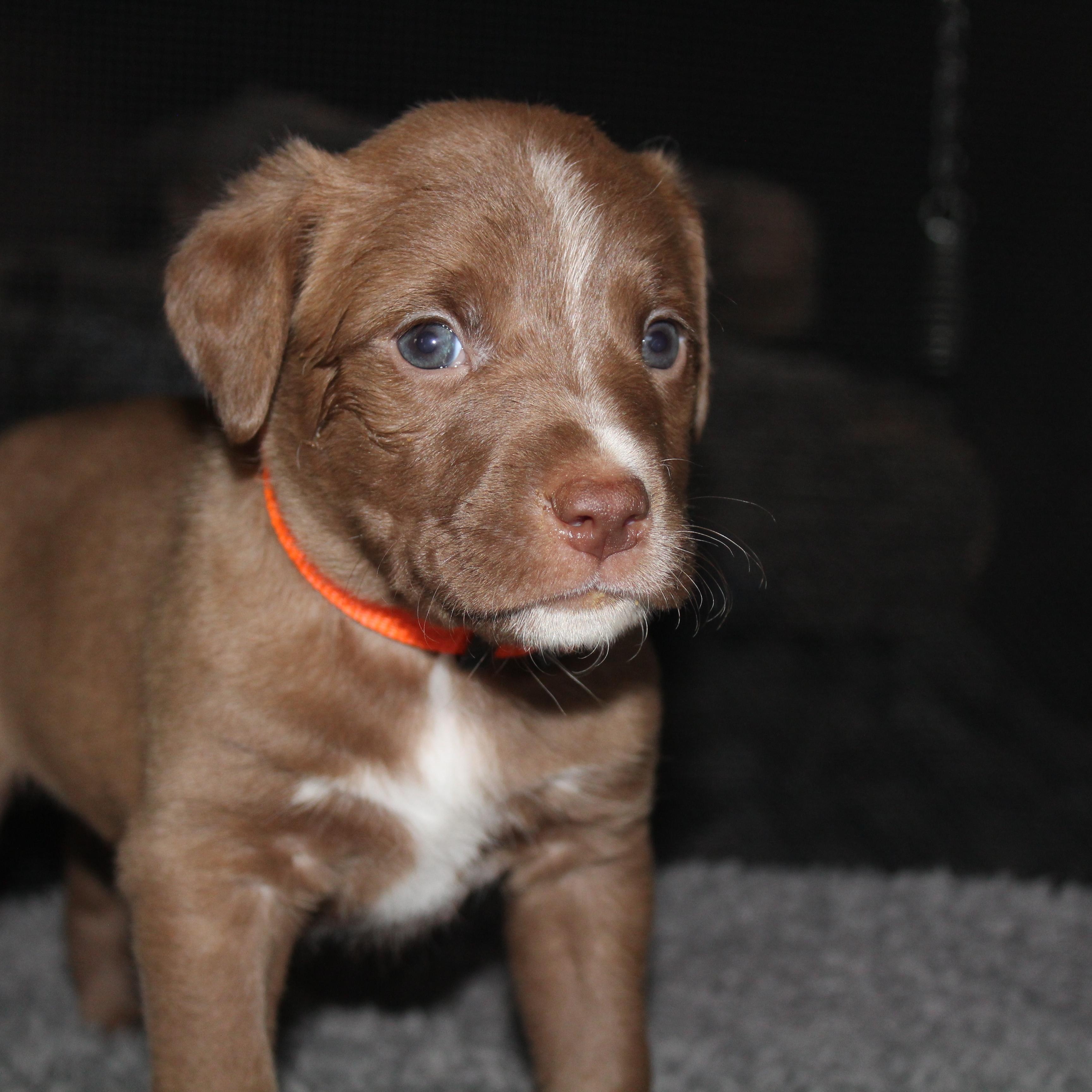 Heath, ADOPTABLE, Puppy Male Australian Shepherd.