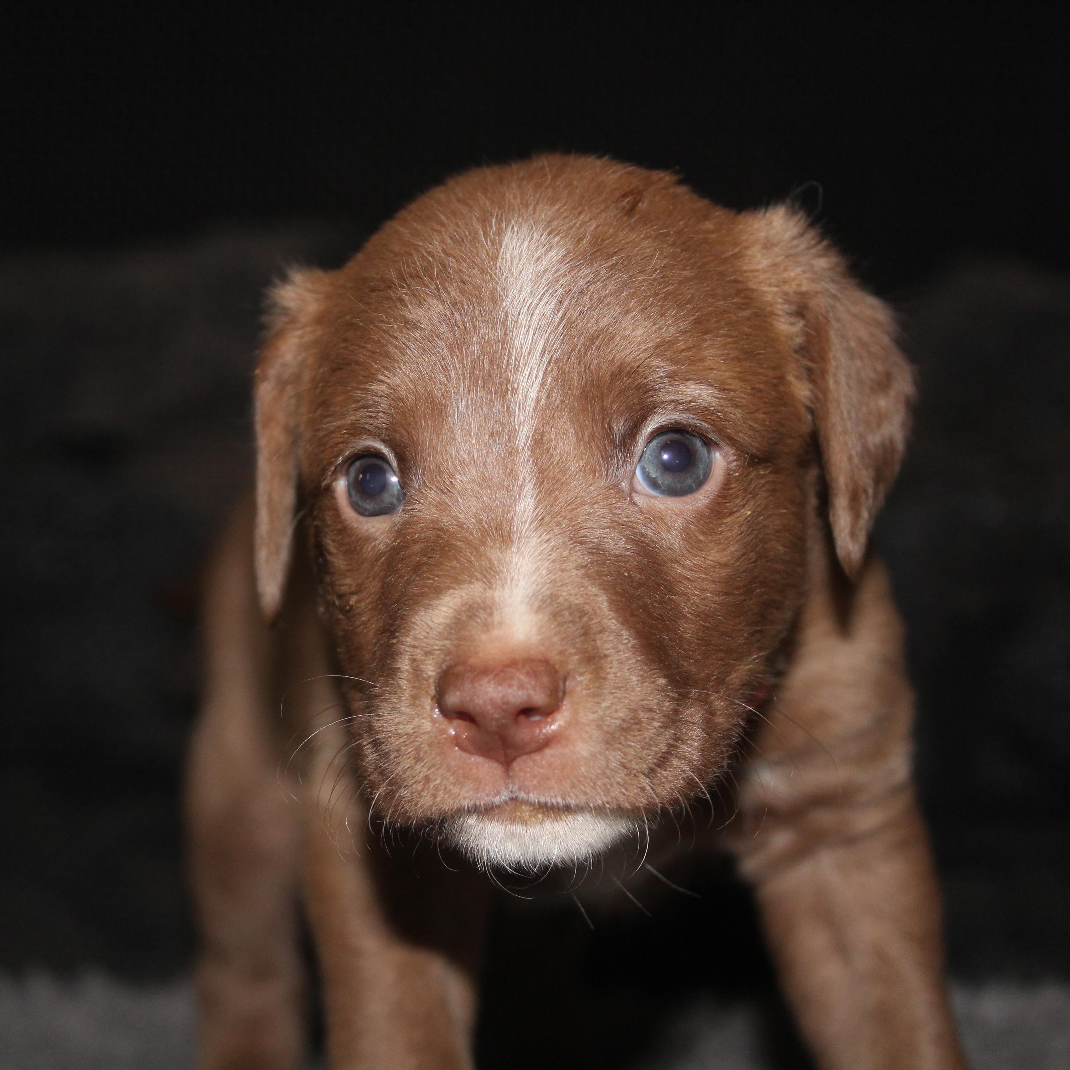 Enlarge Heath, a ADOPTABLE mixed breed in Salem, WI image 2/4