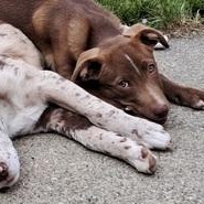 Enlarge Heath, a ADOPTABLE mixed breed in Grand Blanc, MI image 2/6