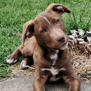 Enlarge Heath, a ADOPTABLE mixed breed in Grand Blanc, MI image 1/6